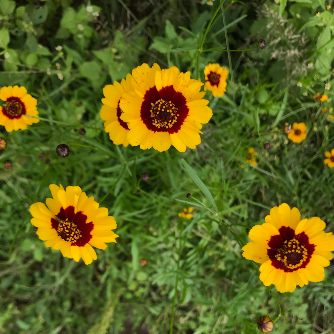 Plains Coreopsis