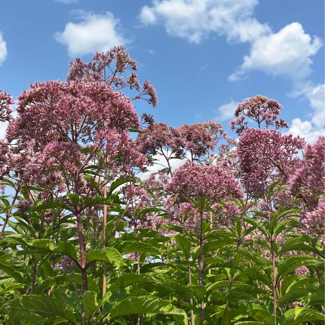 Spotted Joe Pye Weed - PollinateHV Local Ecotype
