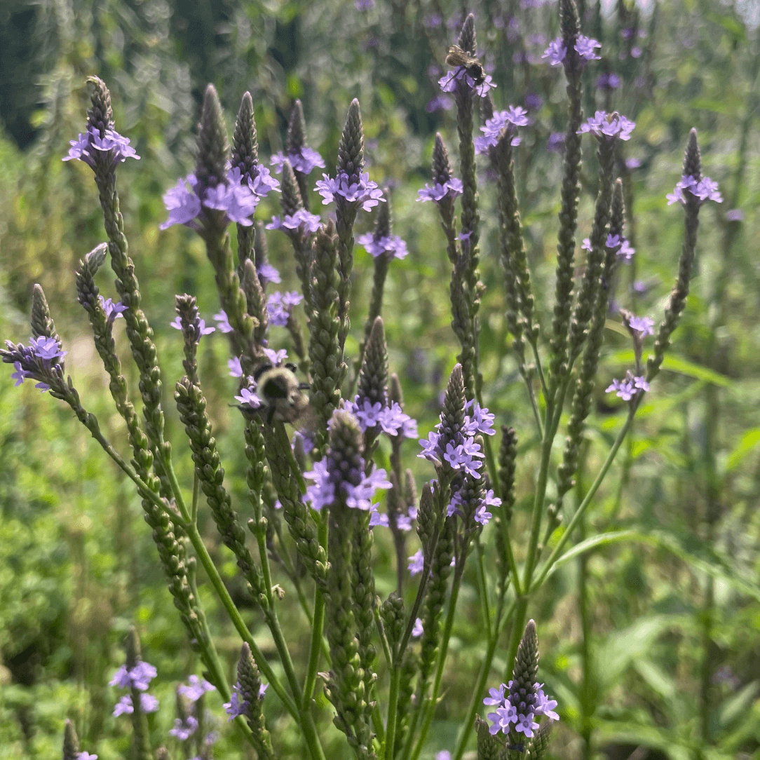 Blue Vervain - PollinateHV Local Ecotype