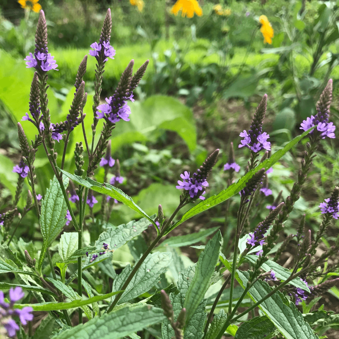Blue Vervain - PollinateHV Local Ecotype