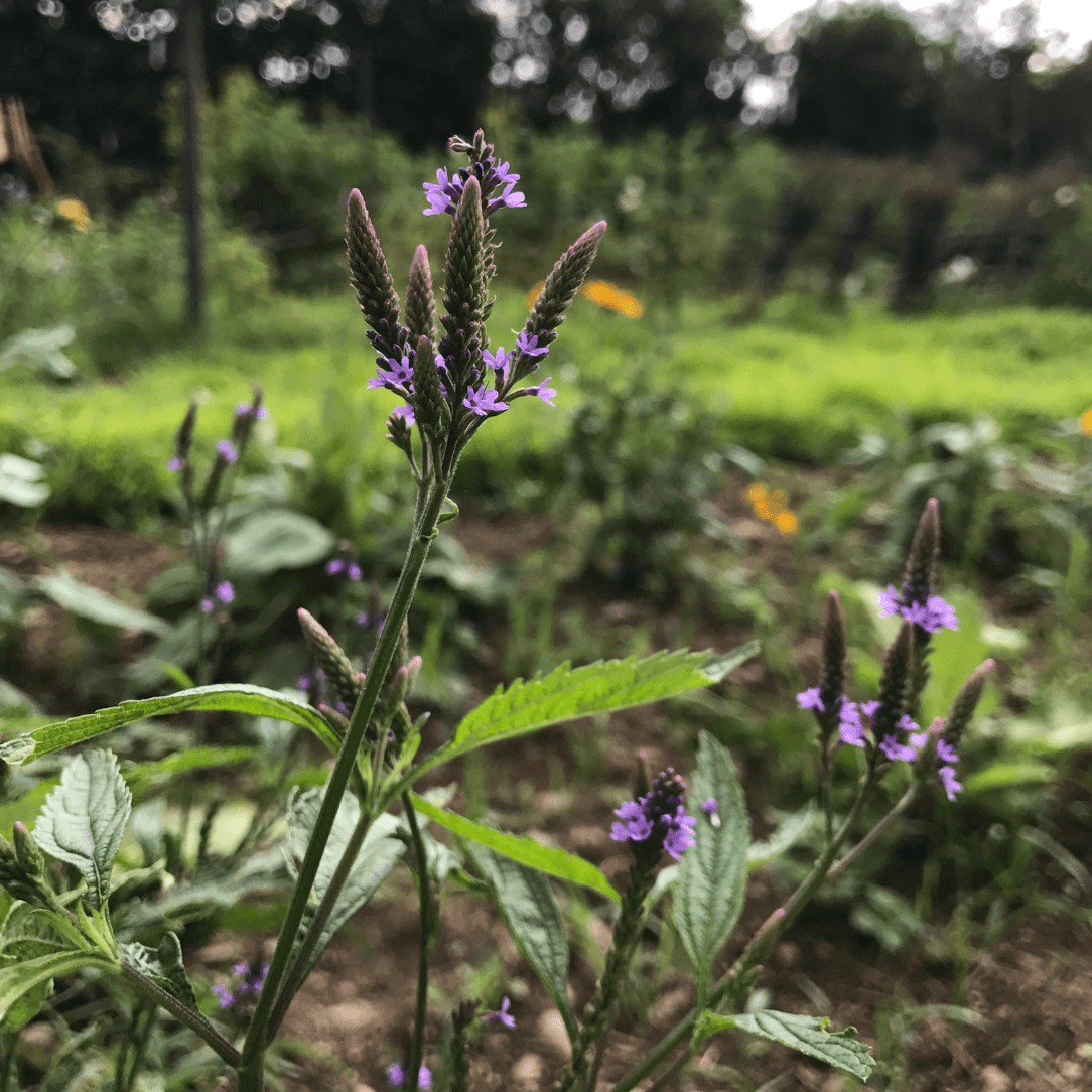 Blue Vervain - PollinateHV Local Ecotype