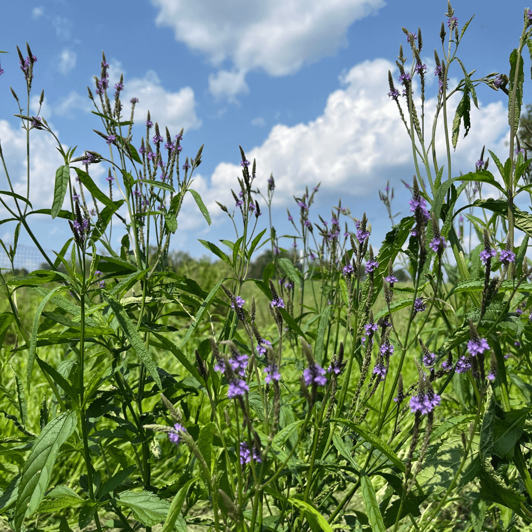 Blue Vervain - PollinateHV Local Ecotype