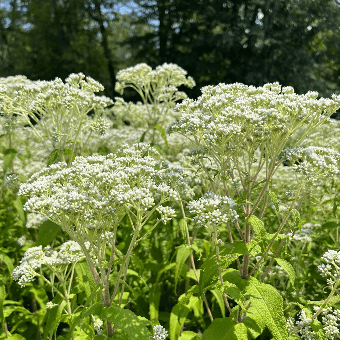 Boneset - PollinateHV Local Ecotype