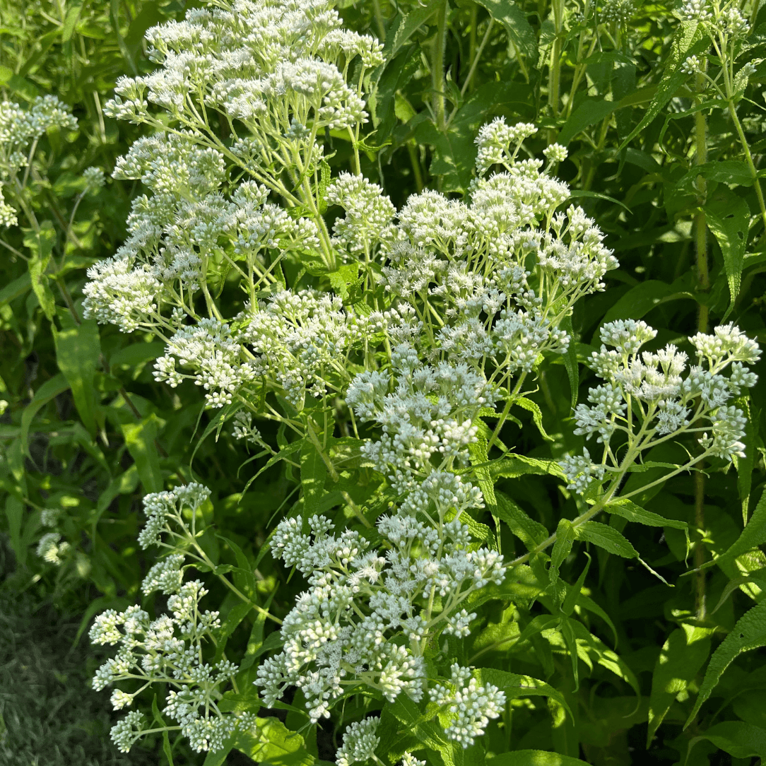 Boneset - PollinateHV Local Ecotype
