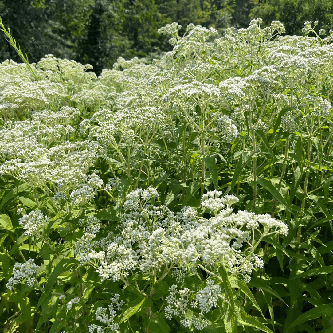 Boneset - PollinateHV Local Ecotype