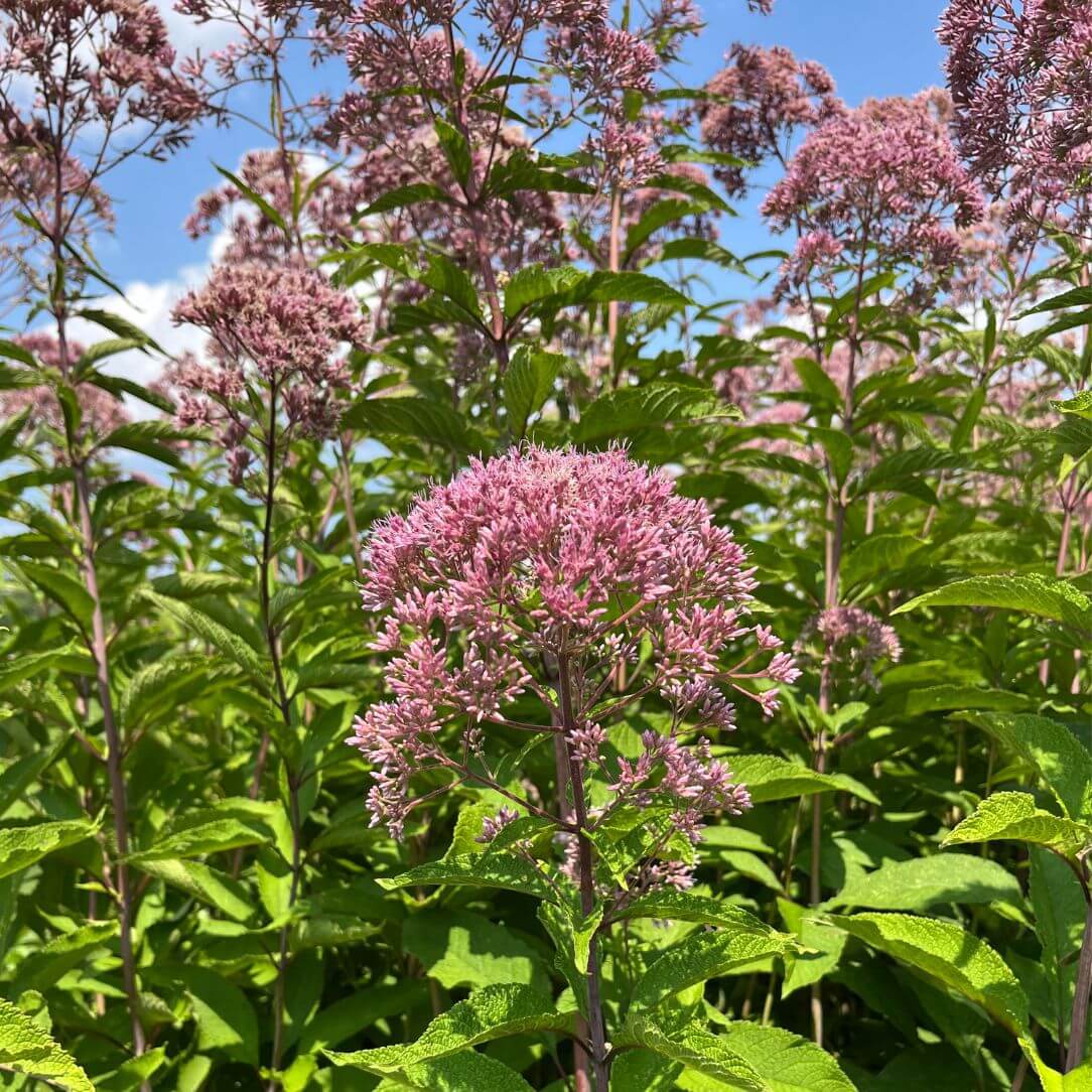 Spotted Joe Pye Weed - PollinateHV Local Ecotype