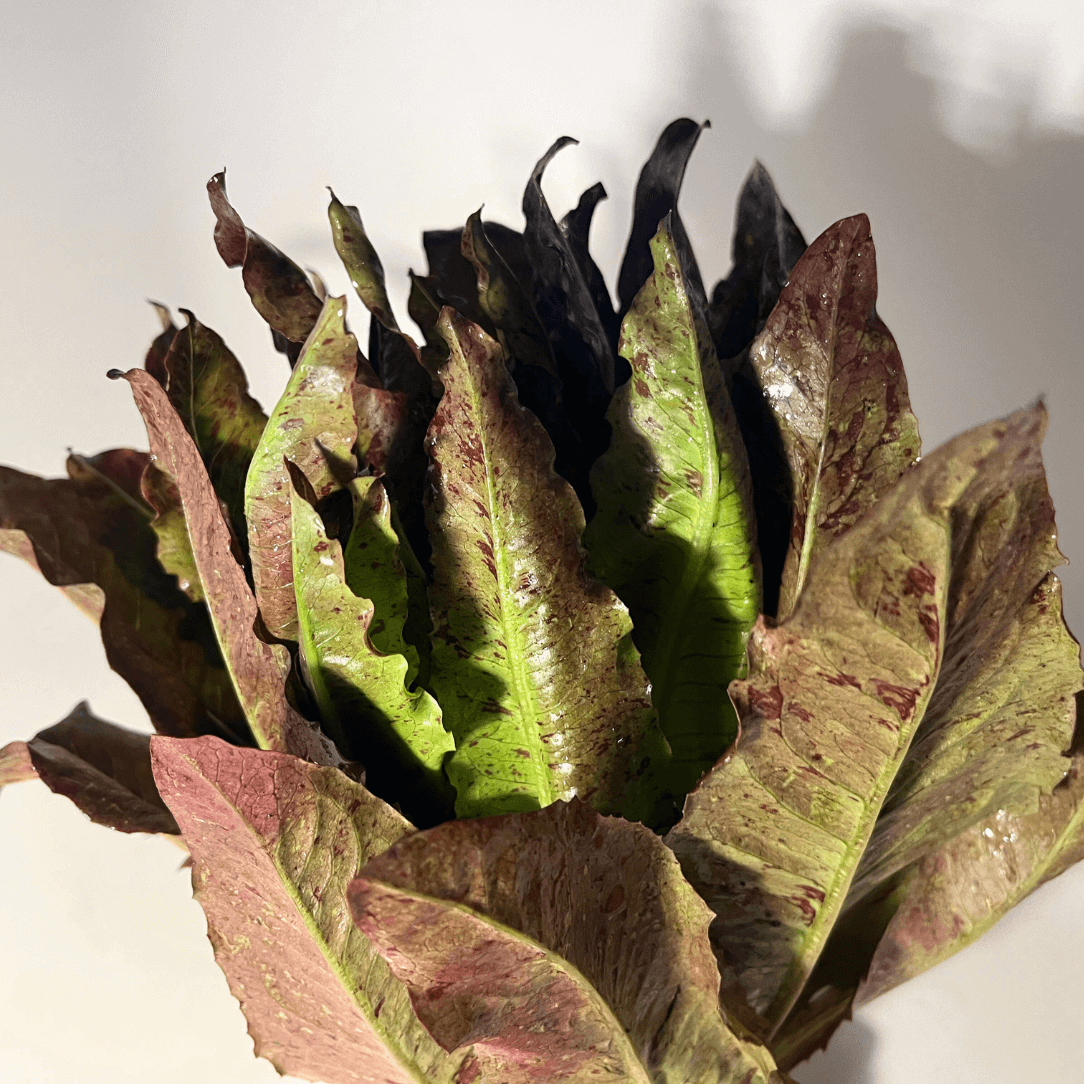 Really Red Deer Tongue Lettuce