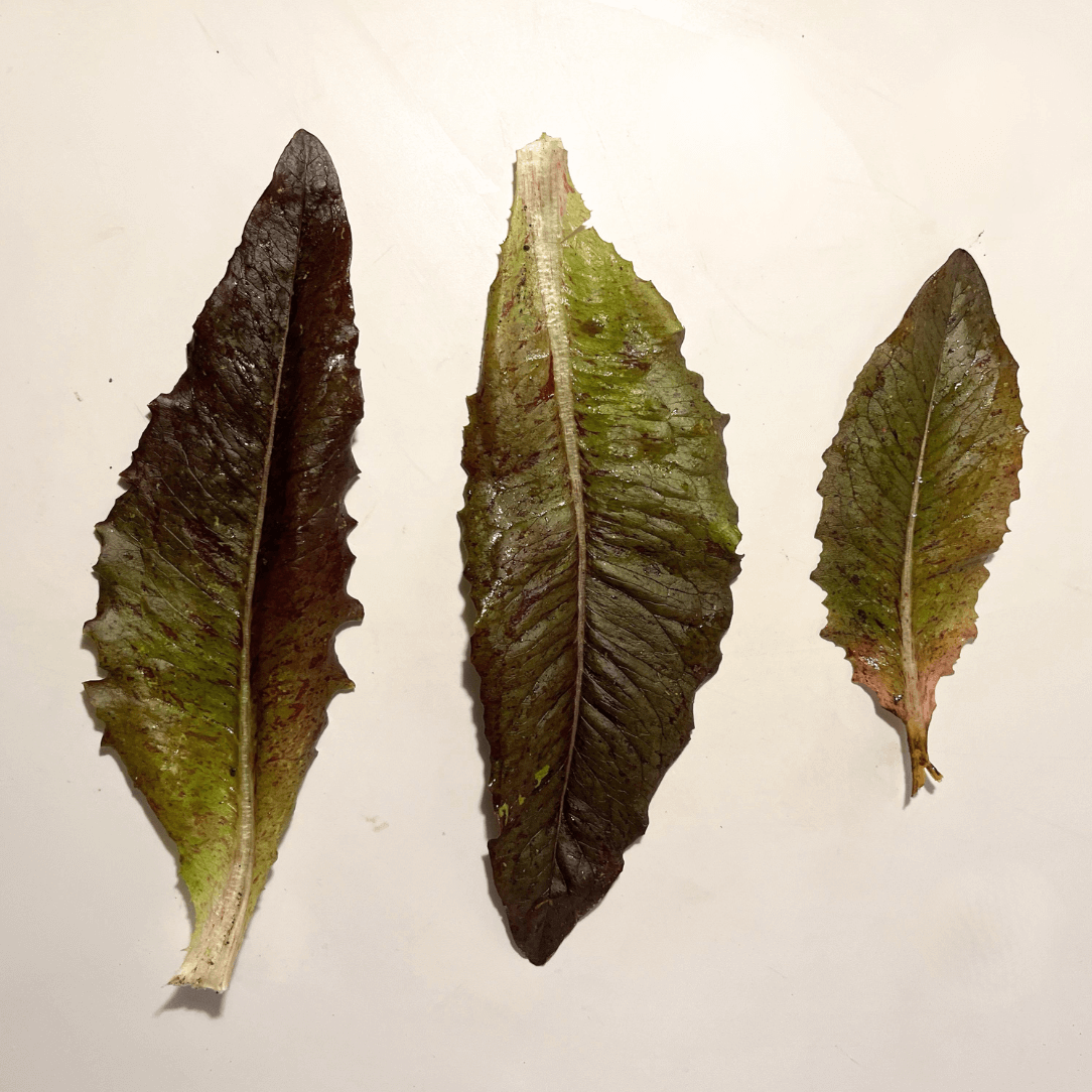 Really Red Deer Tongue Lettuce