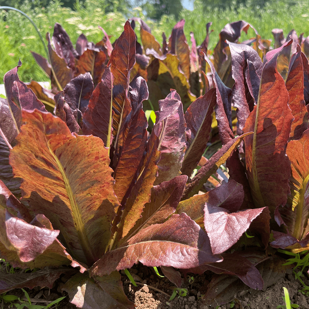 Really Red Deer Tongue Lettuce