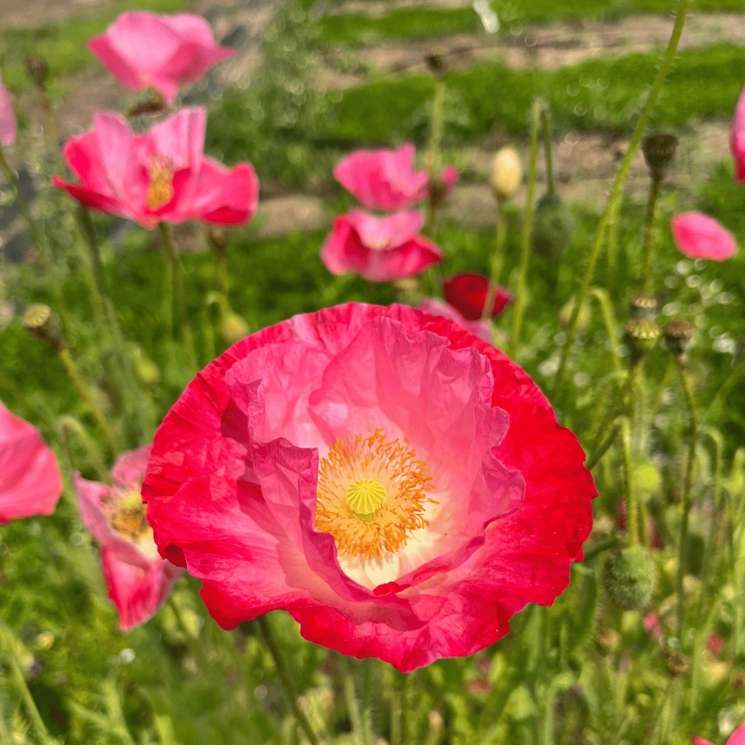 Shady Meadow Mix Seed Shaker