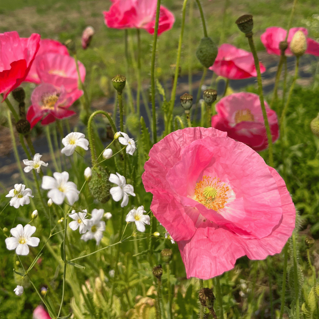 Shady Meadow Mix Seed Shaker