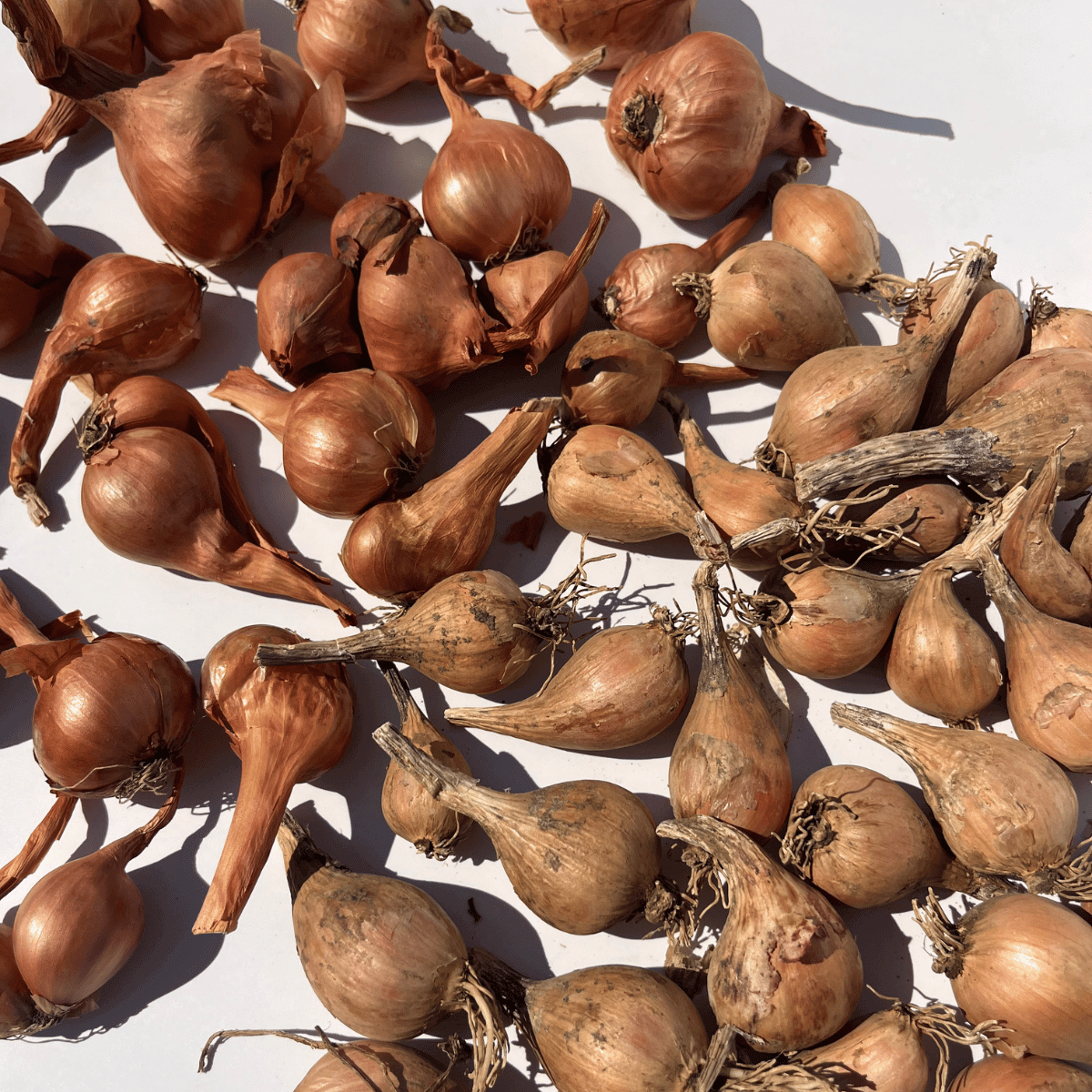 Shallot Variety Pack
