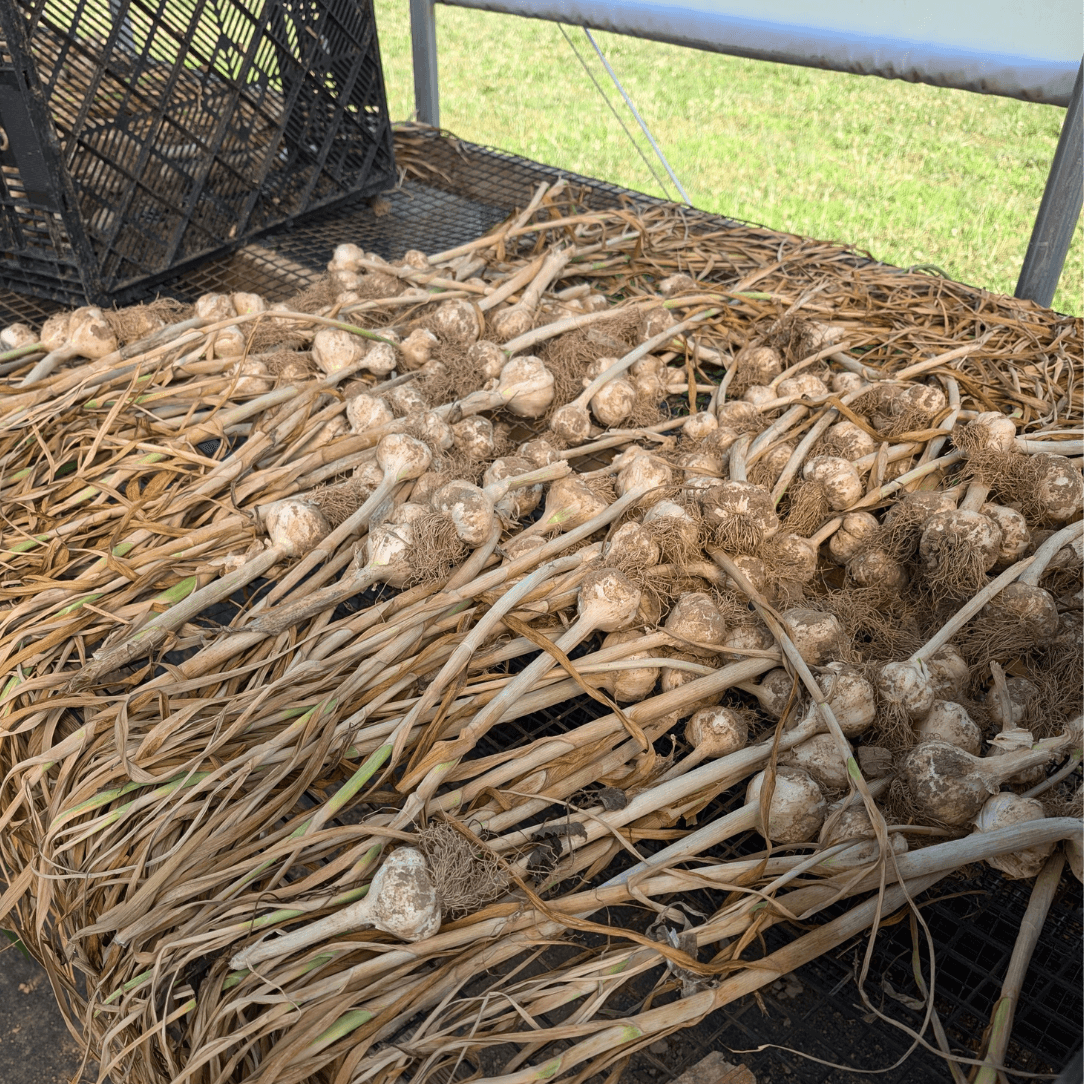 Silver Select Softneck Garlic