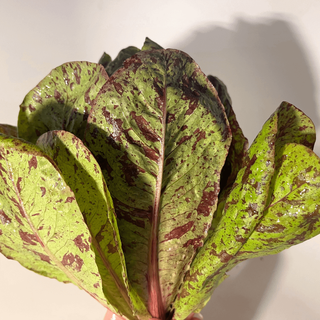 Spotted Trout Lettuce