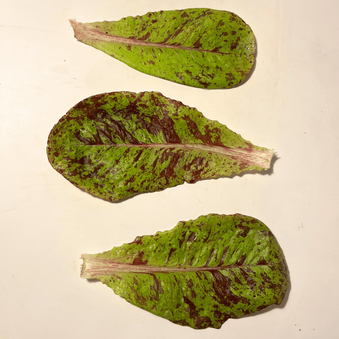 Spotted Trout Lettuce