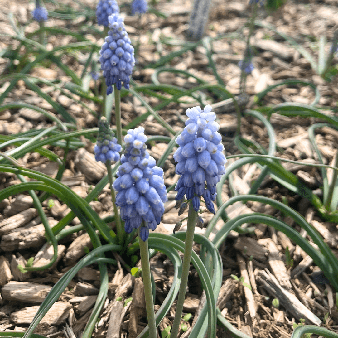 Muscari neglectum &