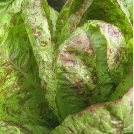 Spotted Trout Lettuce