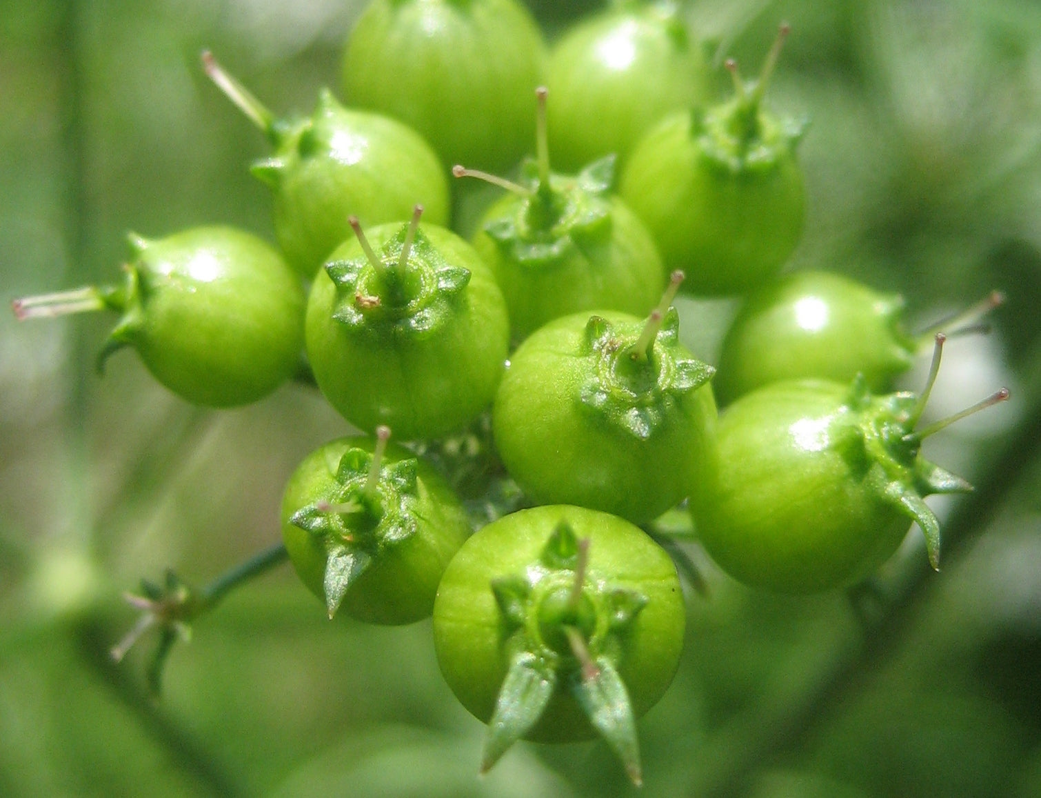 ripening seeds