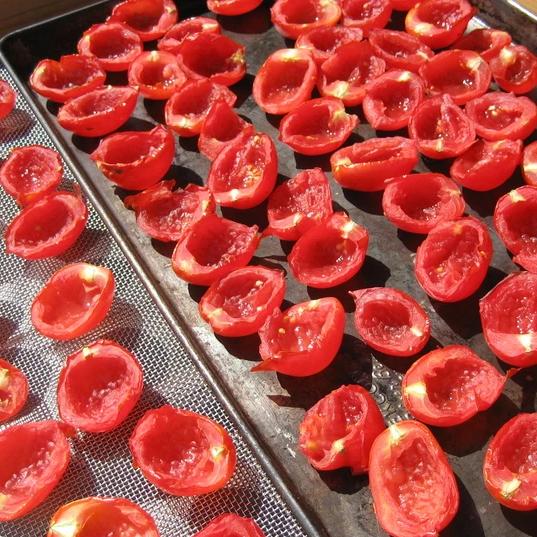 Halved Principe Borghese Tomatoes in the solar dehydrator.