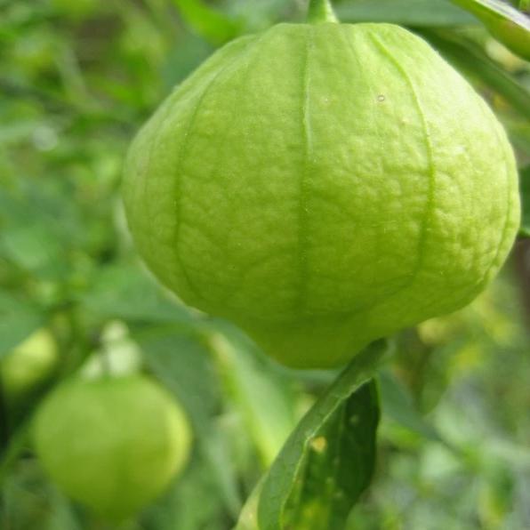 Husk surrounding immature tomatillo