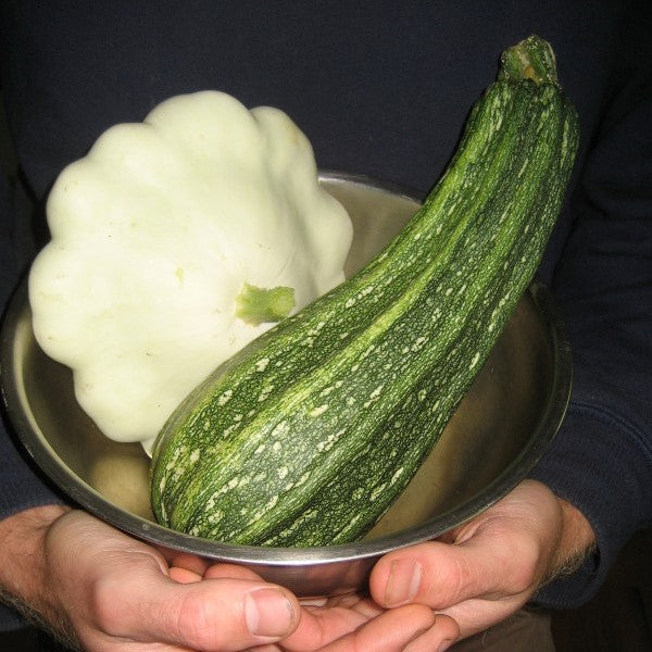Patty Pan and Costata Romanesca