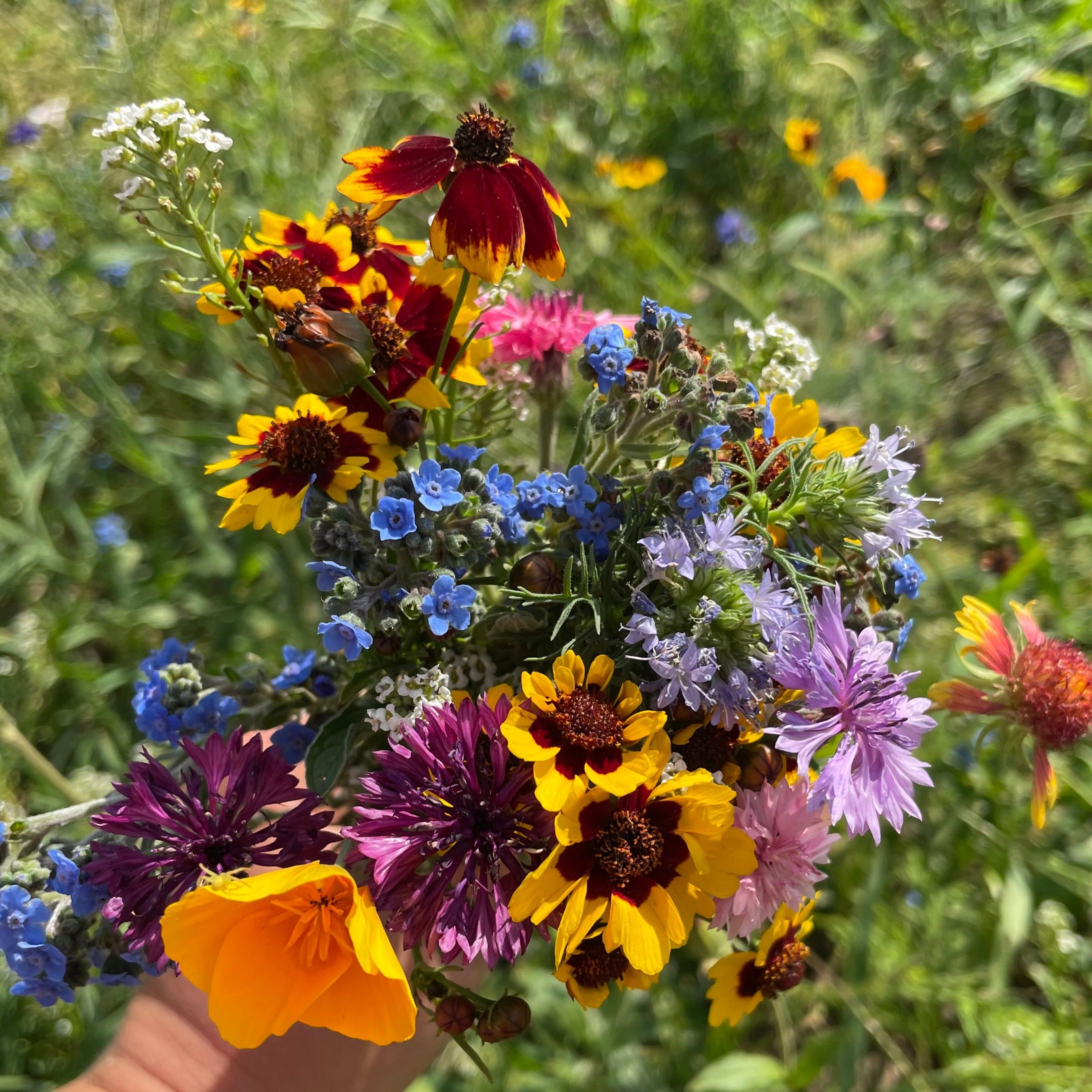 Bee Friendly Meadow Mix Seed Shaker