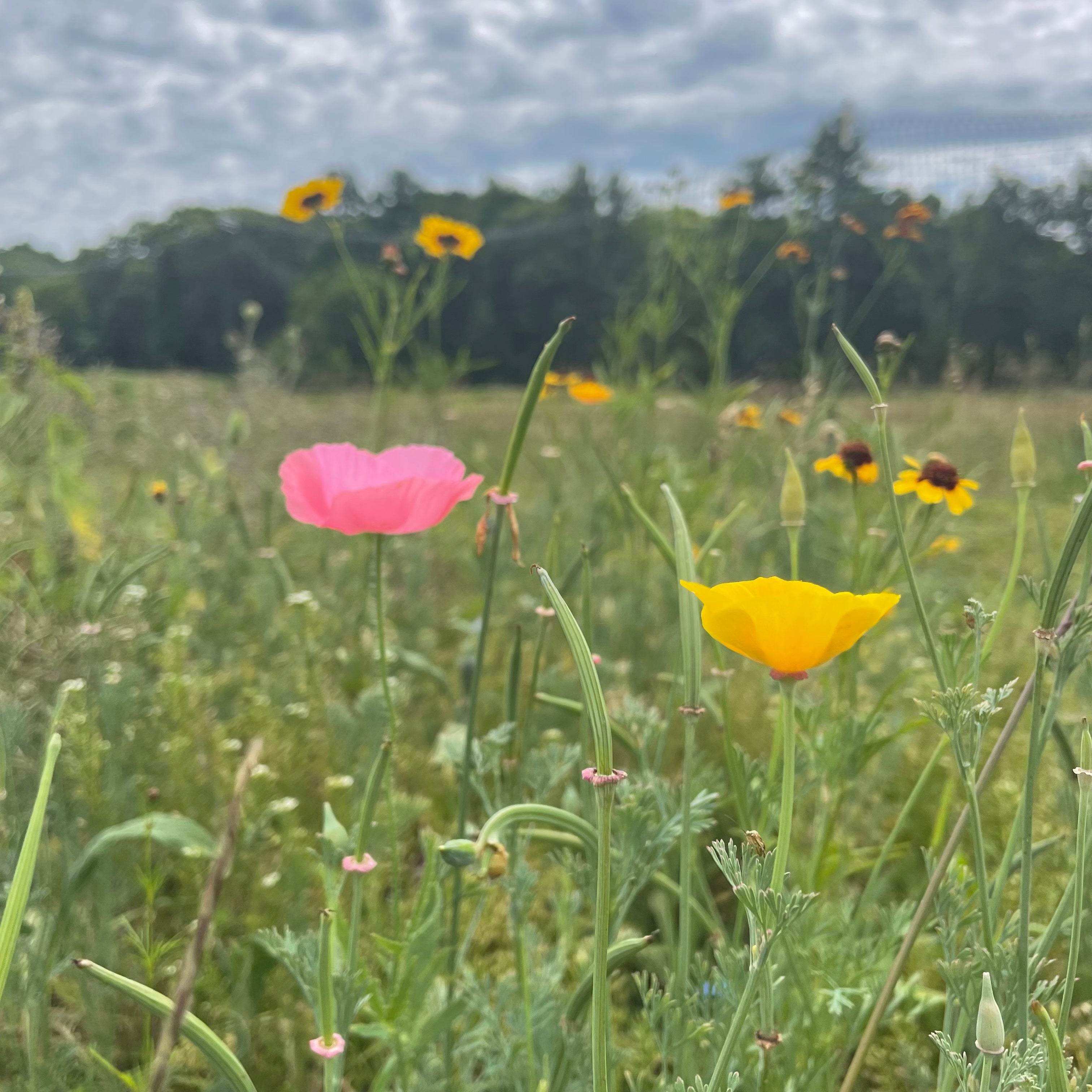 Bee Friendly Meadow Mix Seed Shaker