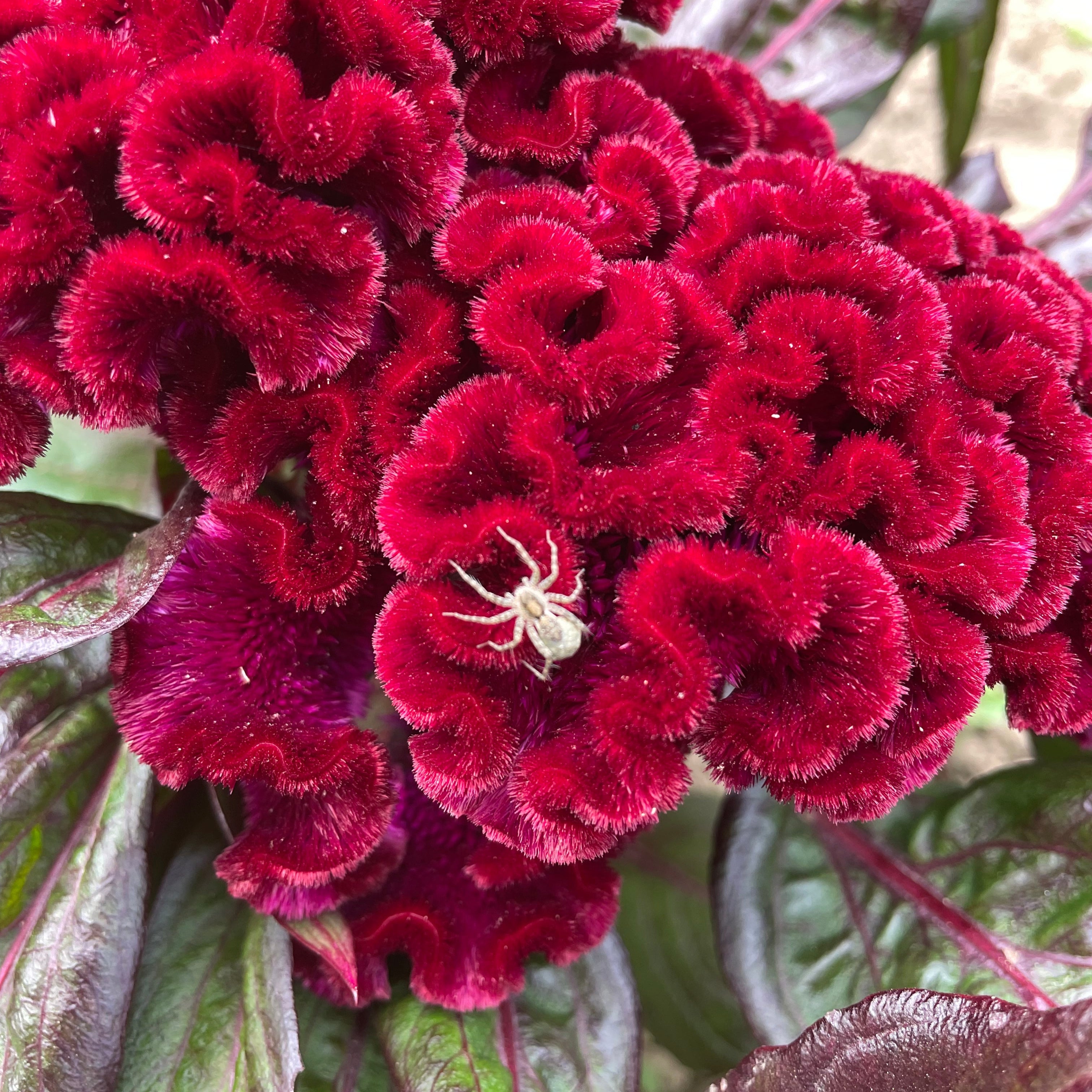 Goth Garden Flower Mix