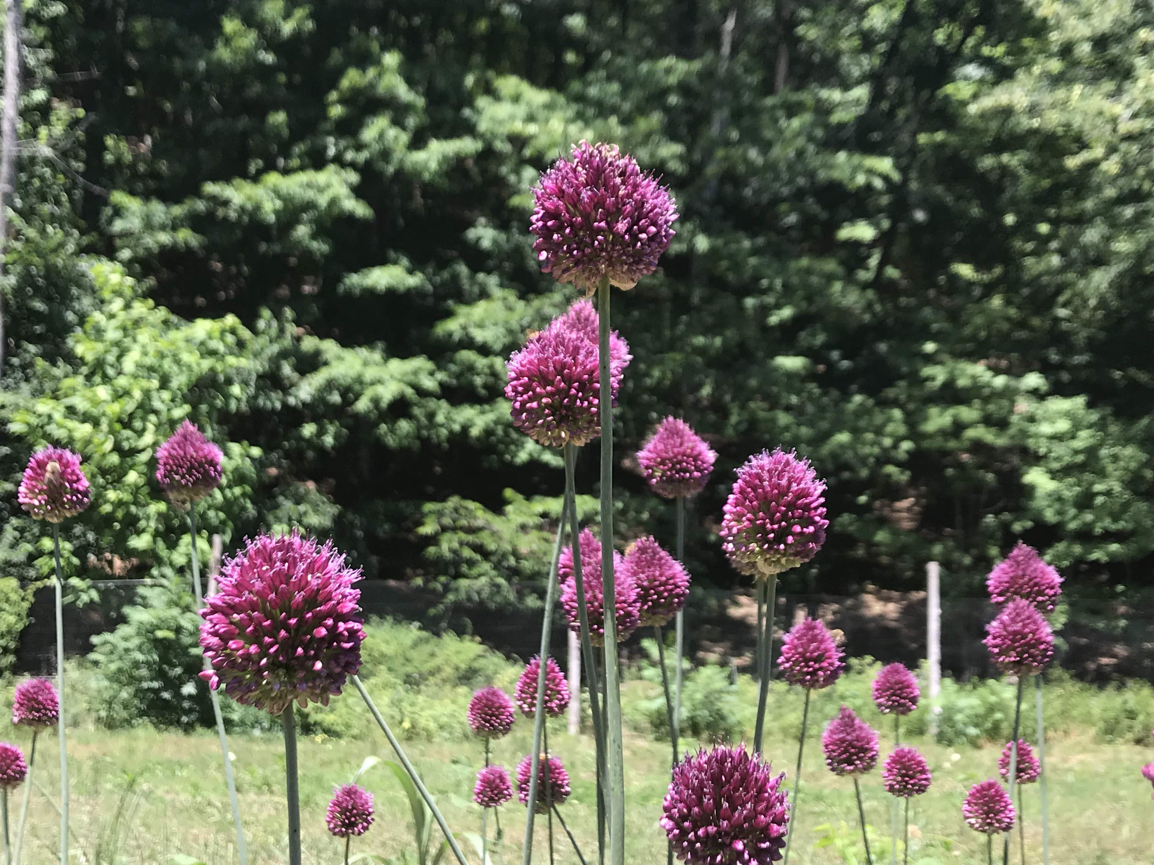 Allium "Drumstick" vendor-unknown