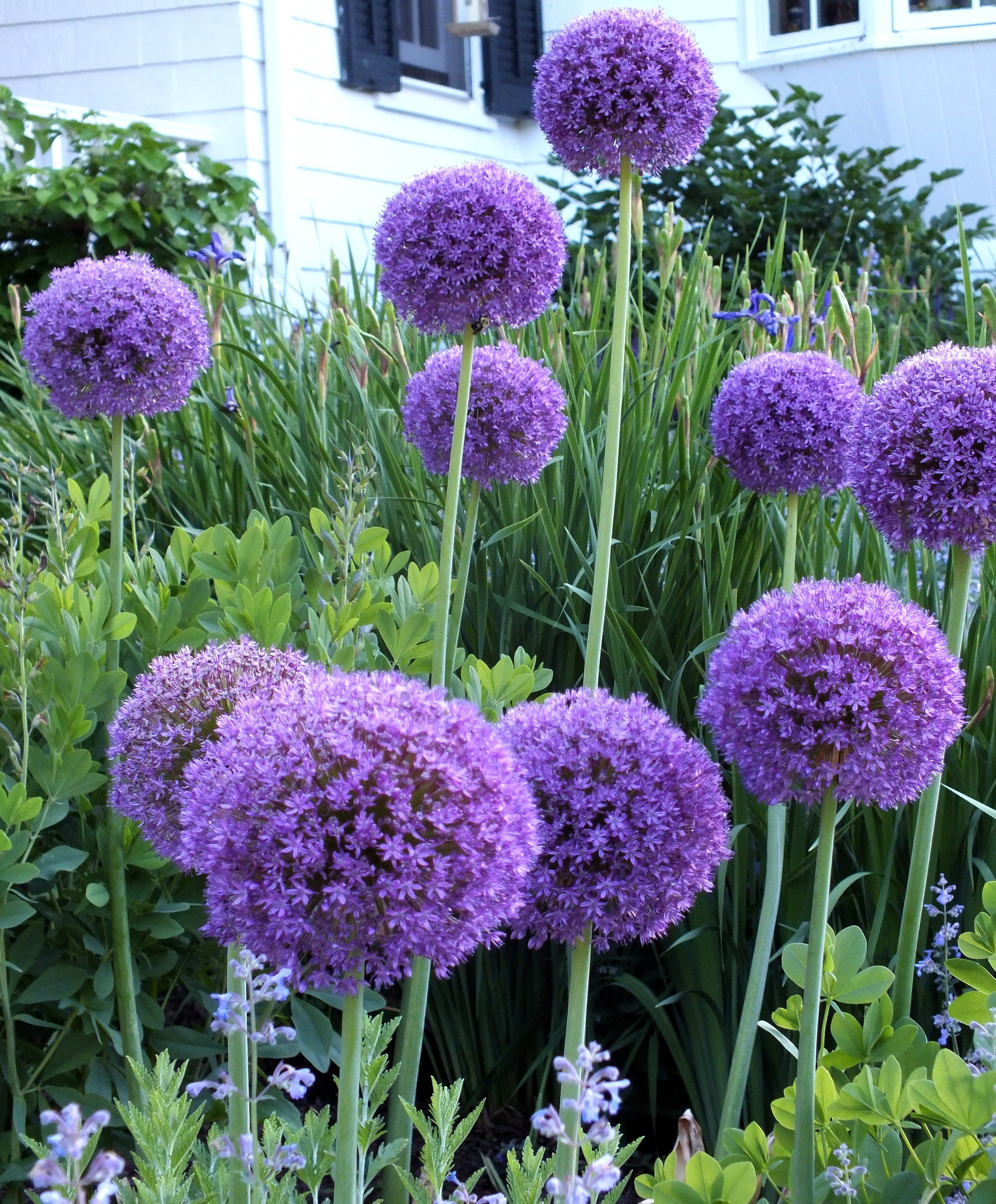 Allium "Globemaster" vendor-unknown