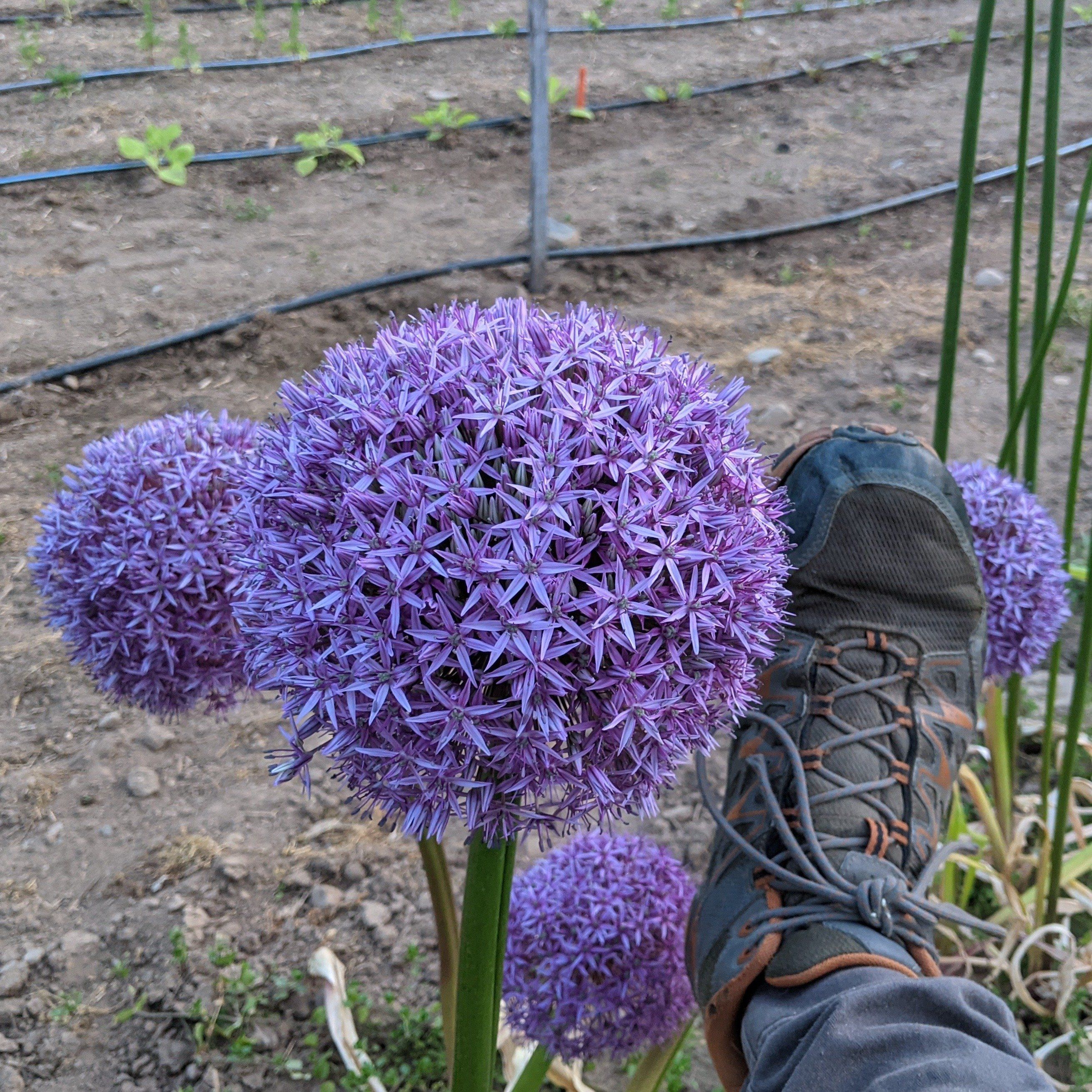 Allium "Globemaster" vendor-unknown