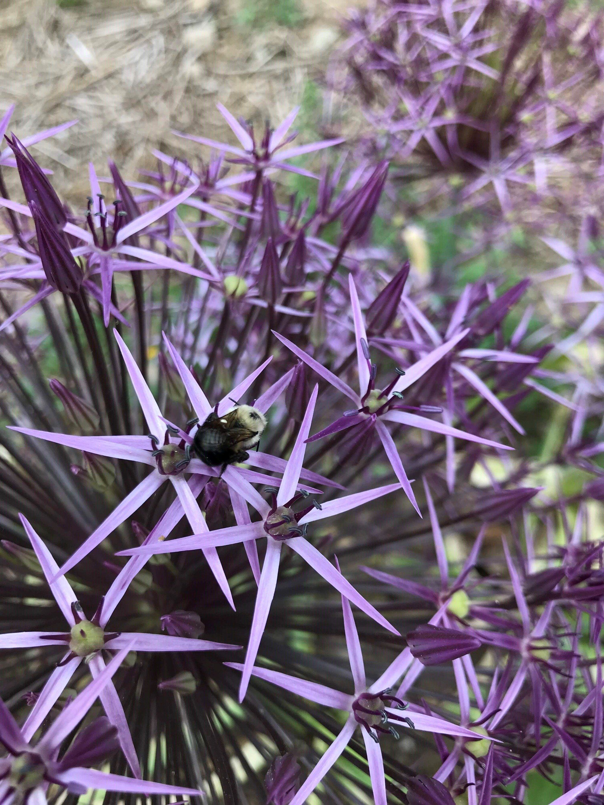 Allium "Star of Persia" vendor-unknown