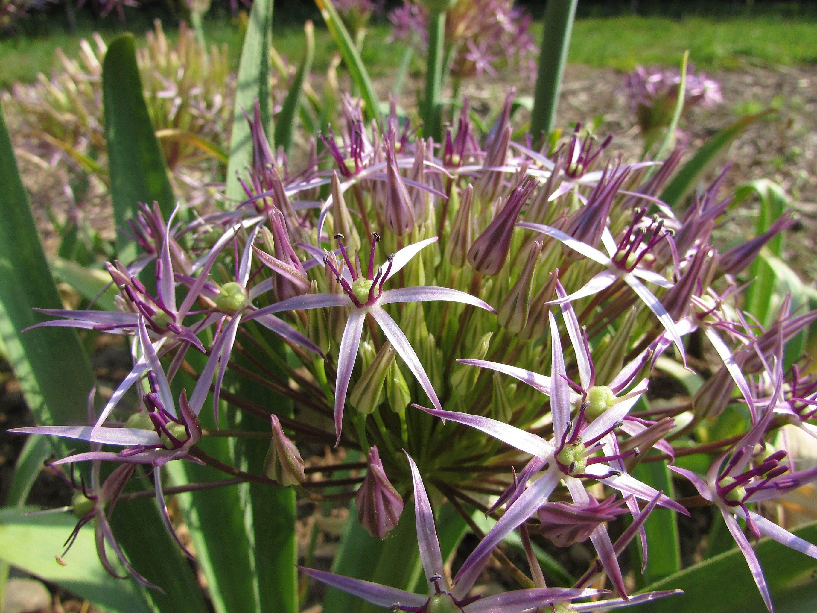 Allium "Star of Persia" vendor-unknown