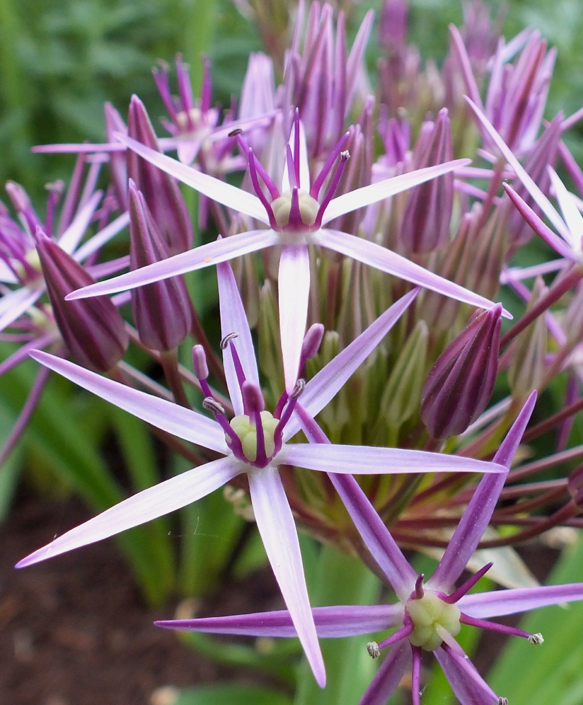 Allium "Star of Persia" vendor-unknown