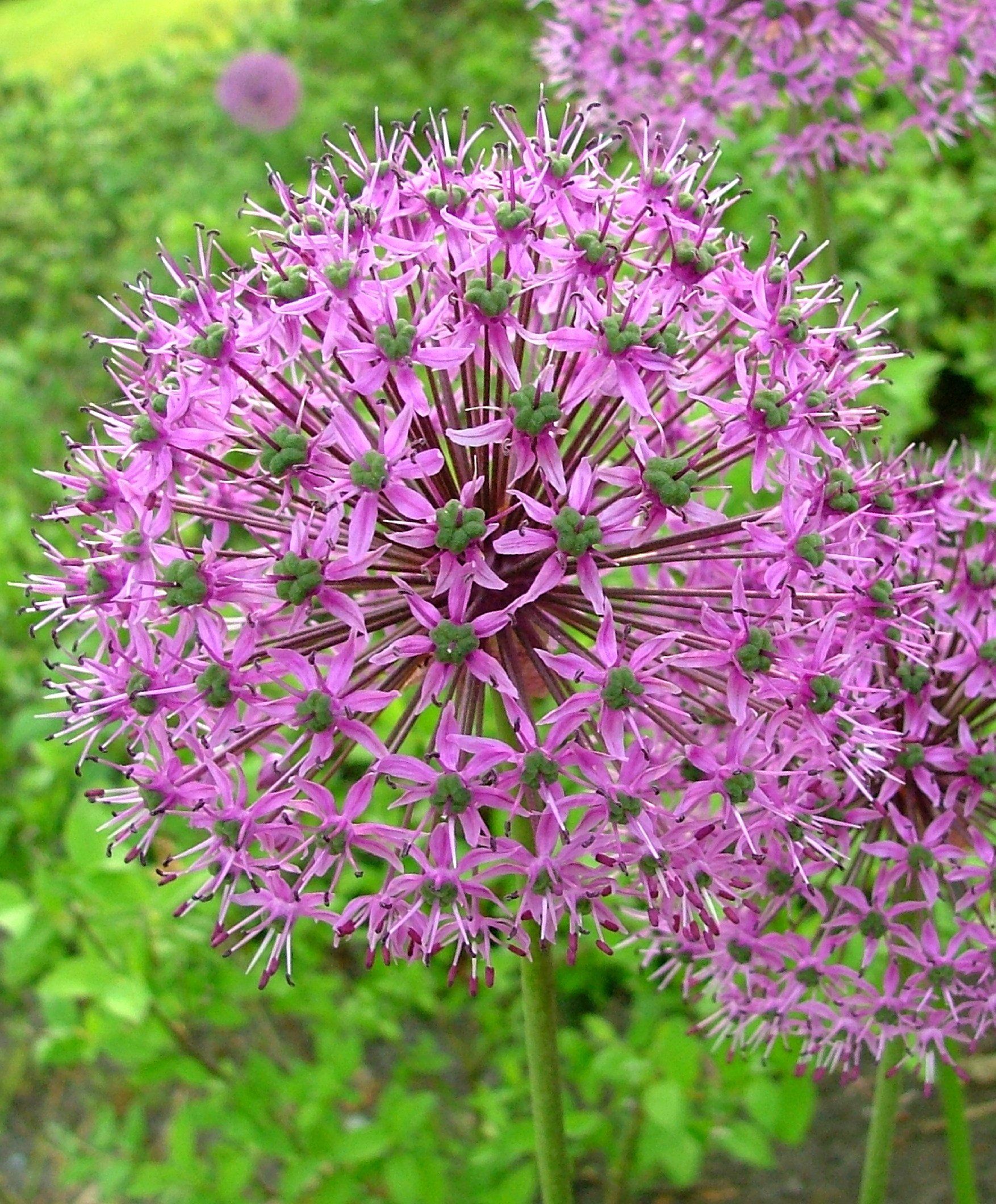 Allium aflatunense "Purple Sensation" vendor-unknown