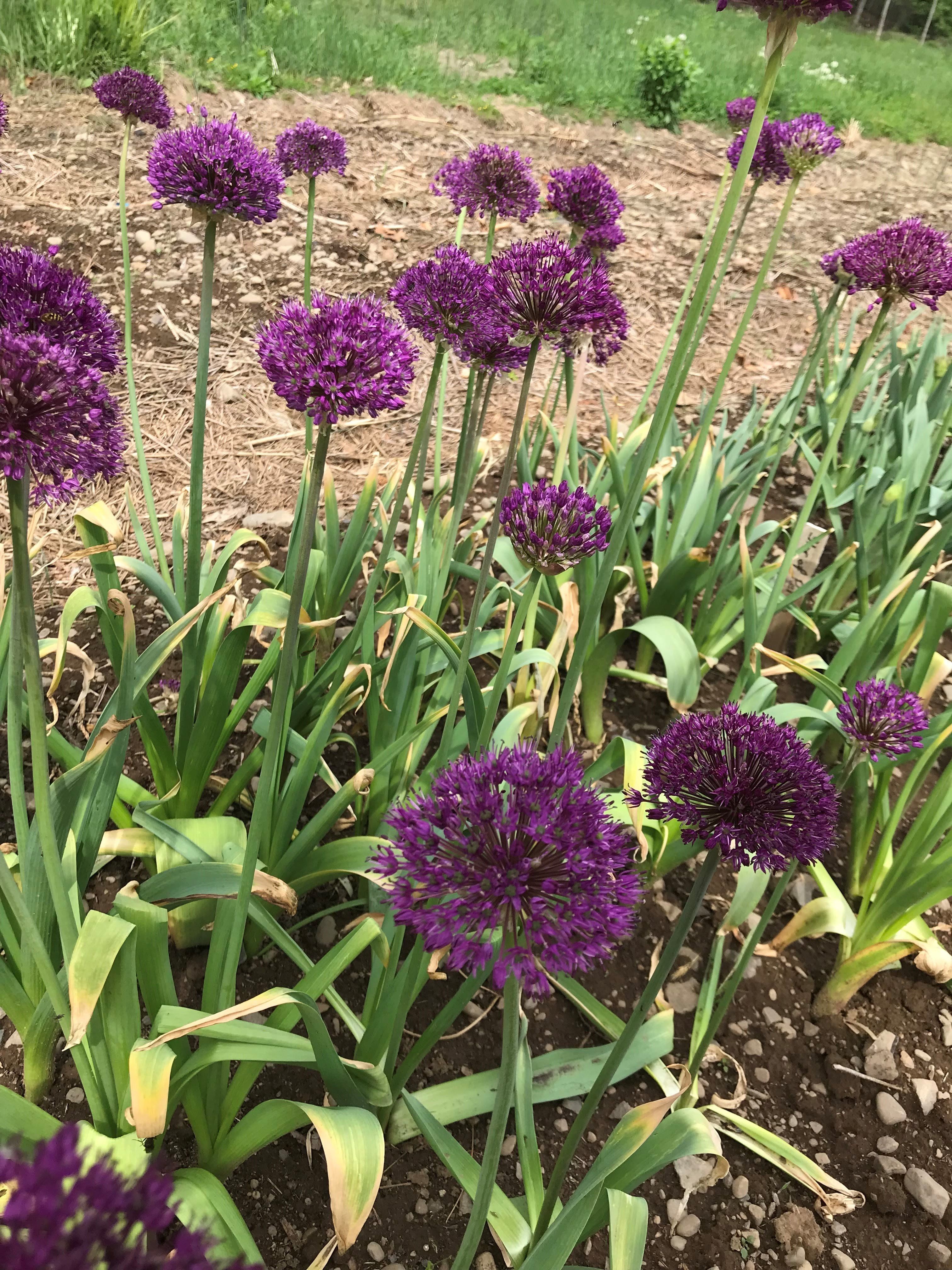 Allium aflatunense "Purple Sensation" vendor-unknown
