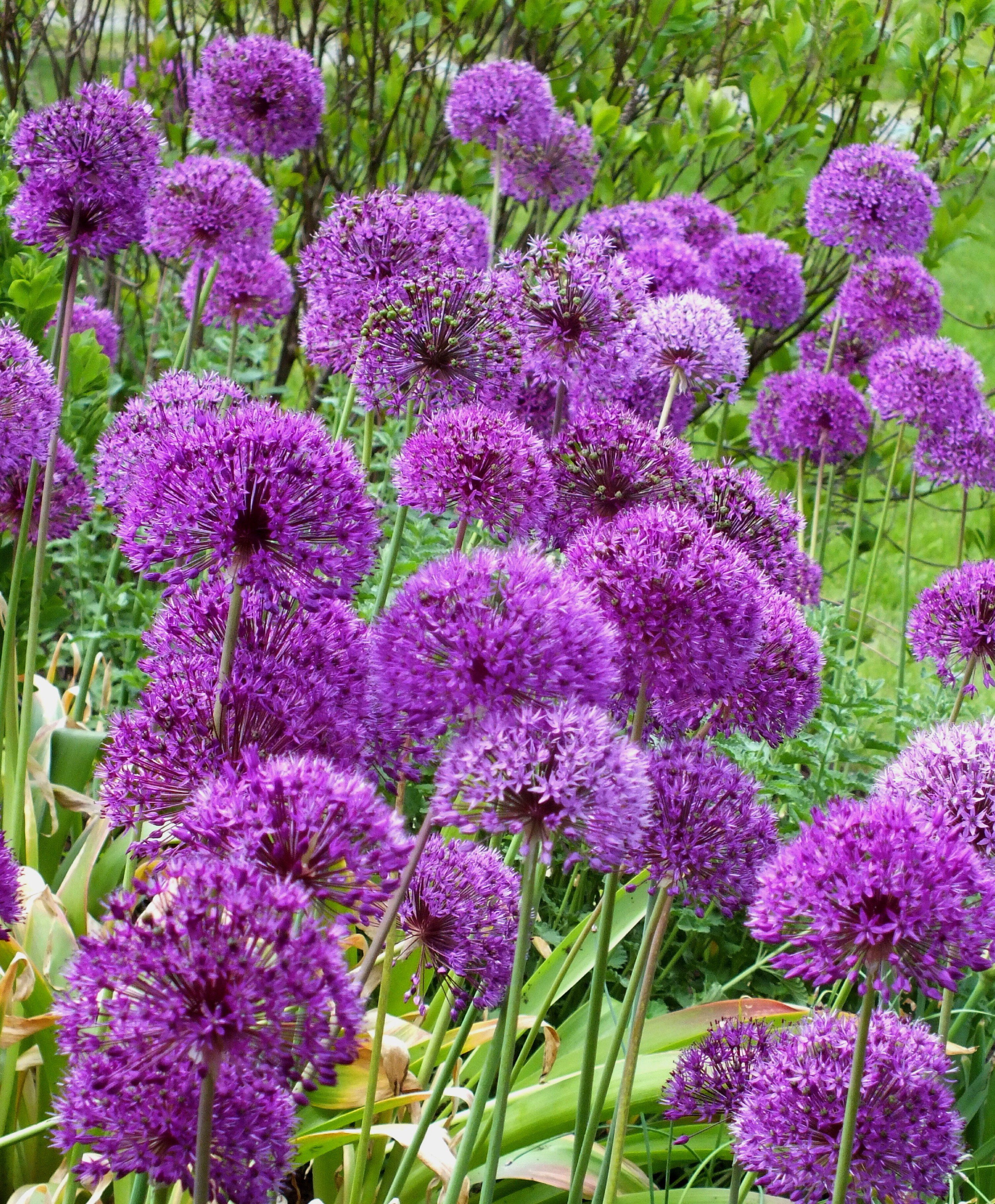 Allium aflatunense "Purple Sensation" vendor-unknown