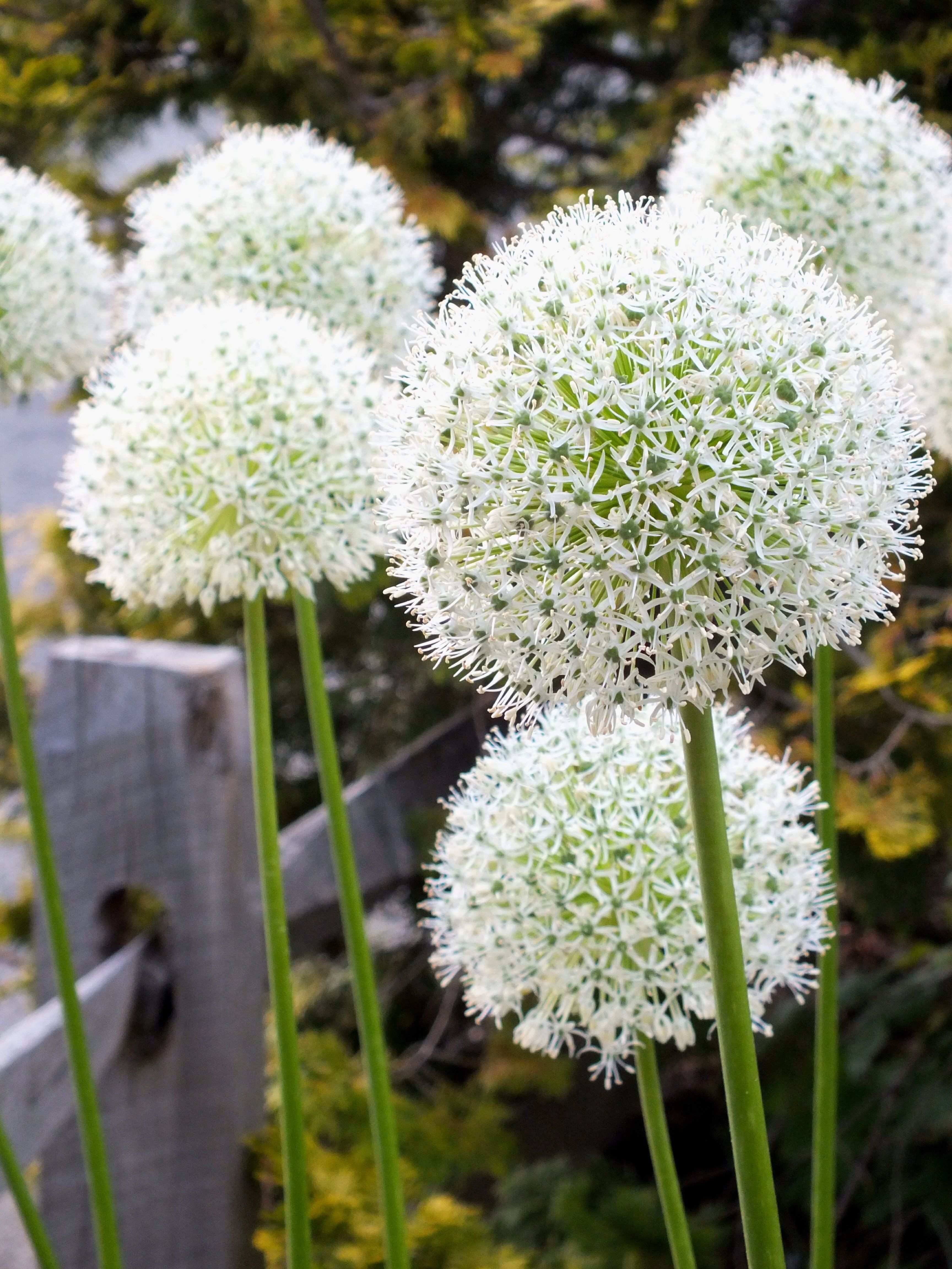 Allium stipitatum "White Giant" vendor-unknown