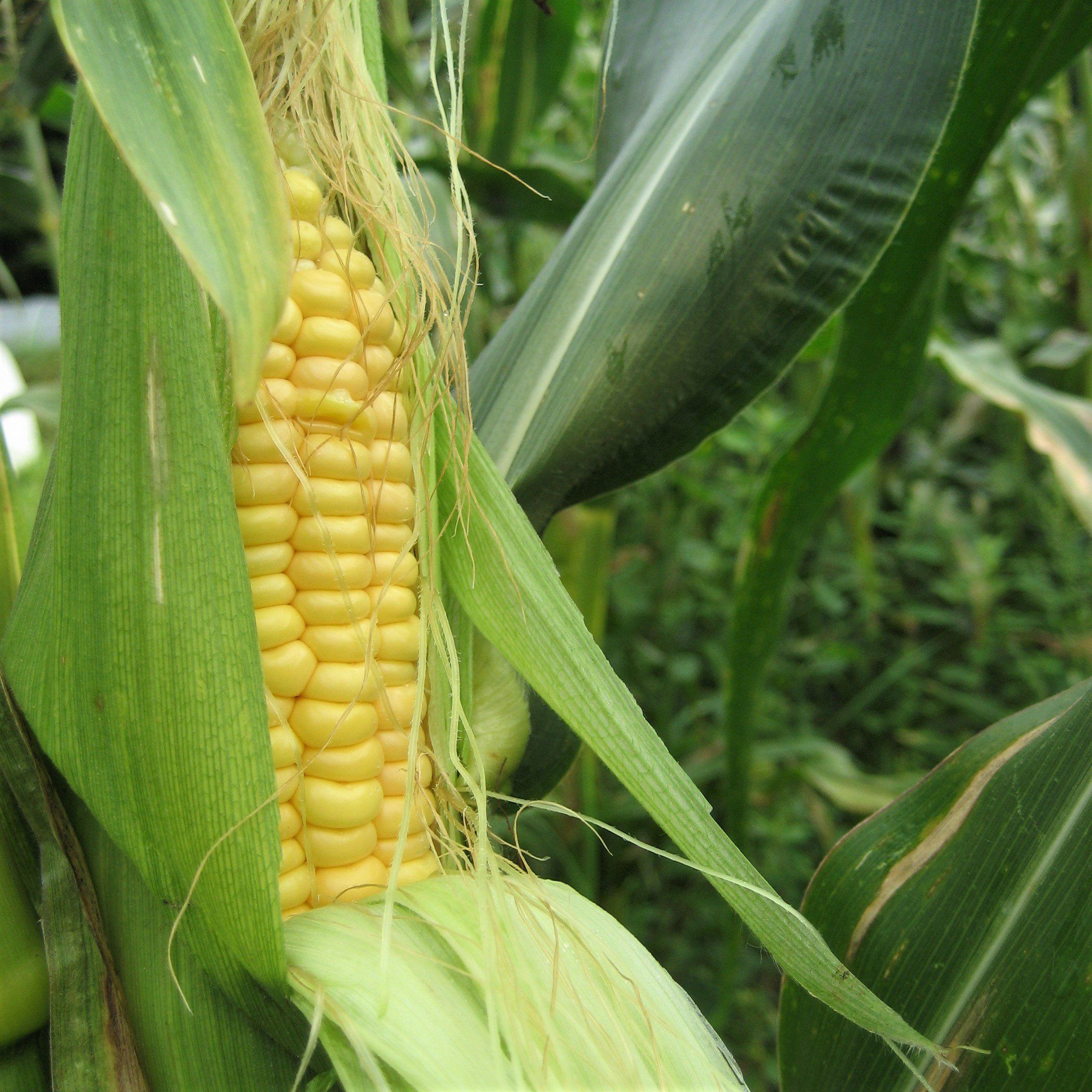 Ashworth Sweet Corn vendor-unknown