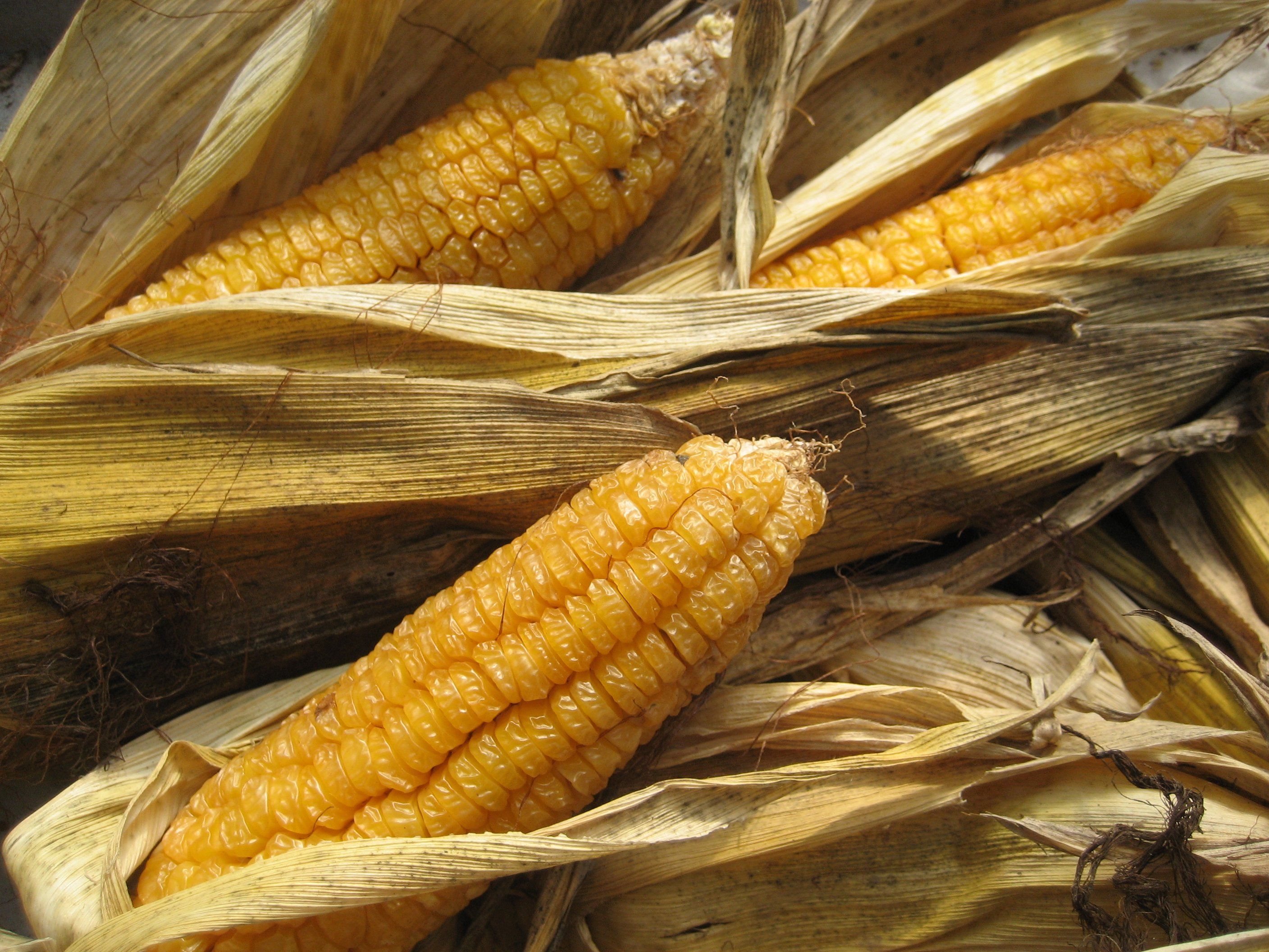 Ashworth Sweet Corn vendor-unknown