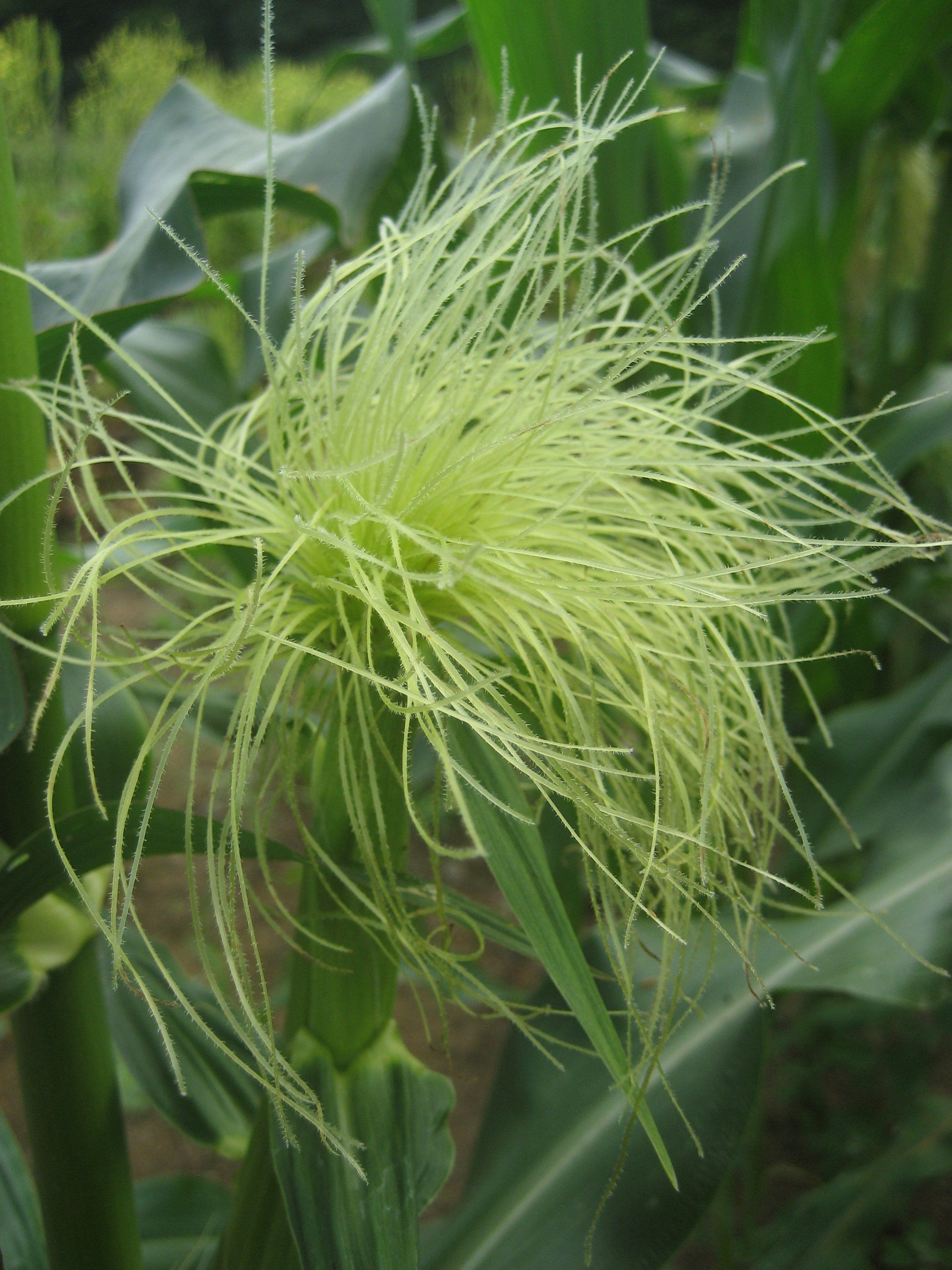 Ashworth Sweet Corn vendor-unknown