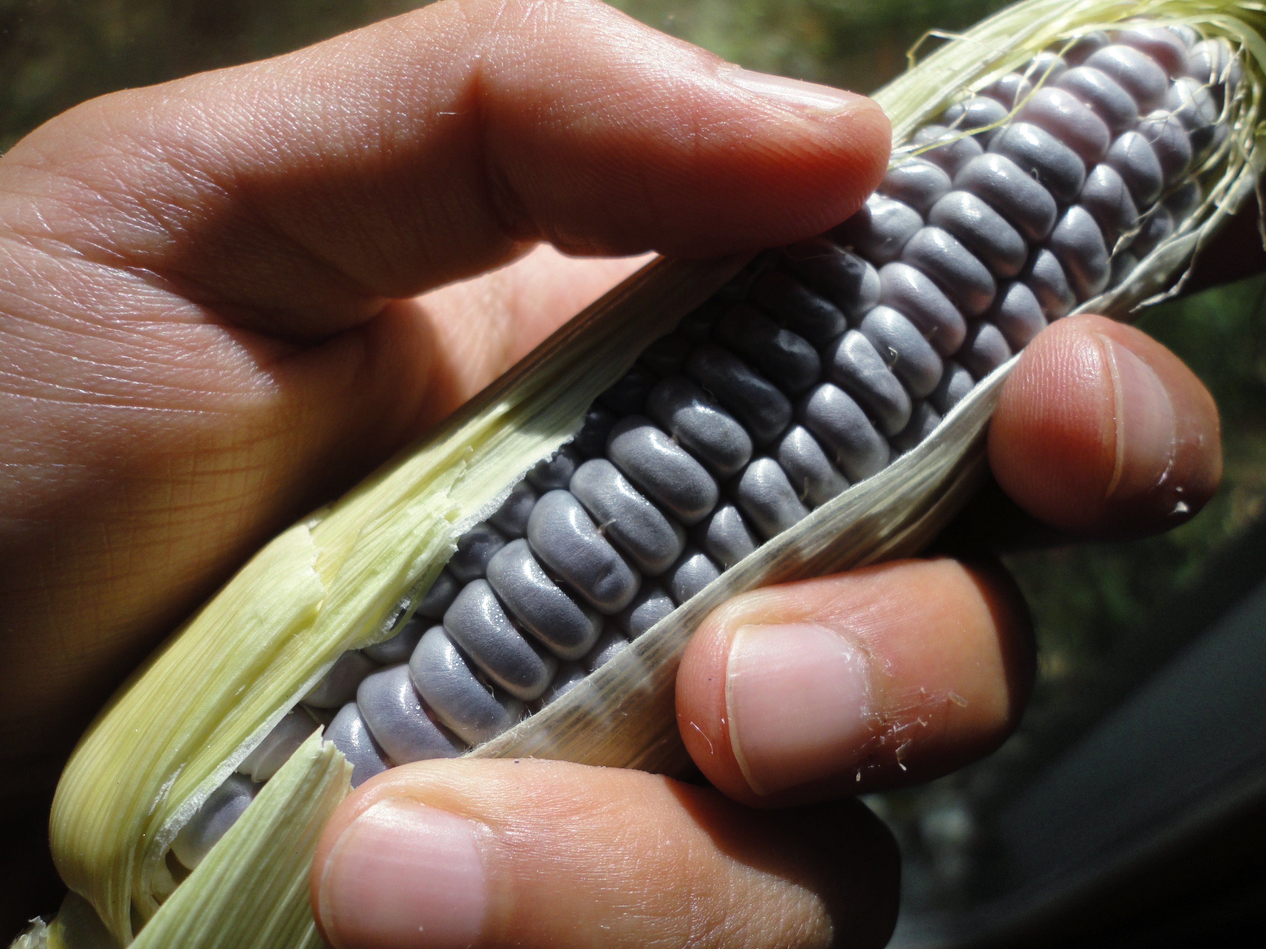 Blue Jade Dwarf Sweet Corn vendor-unknown