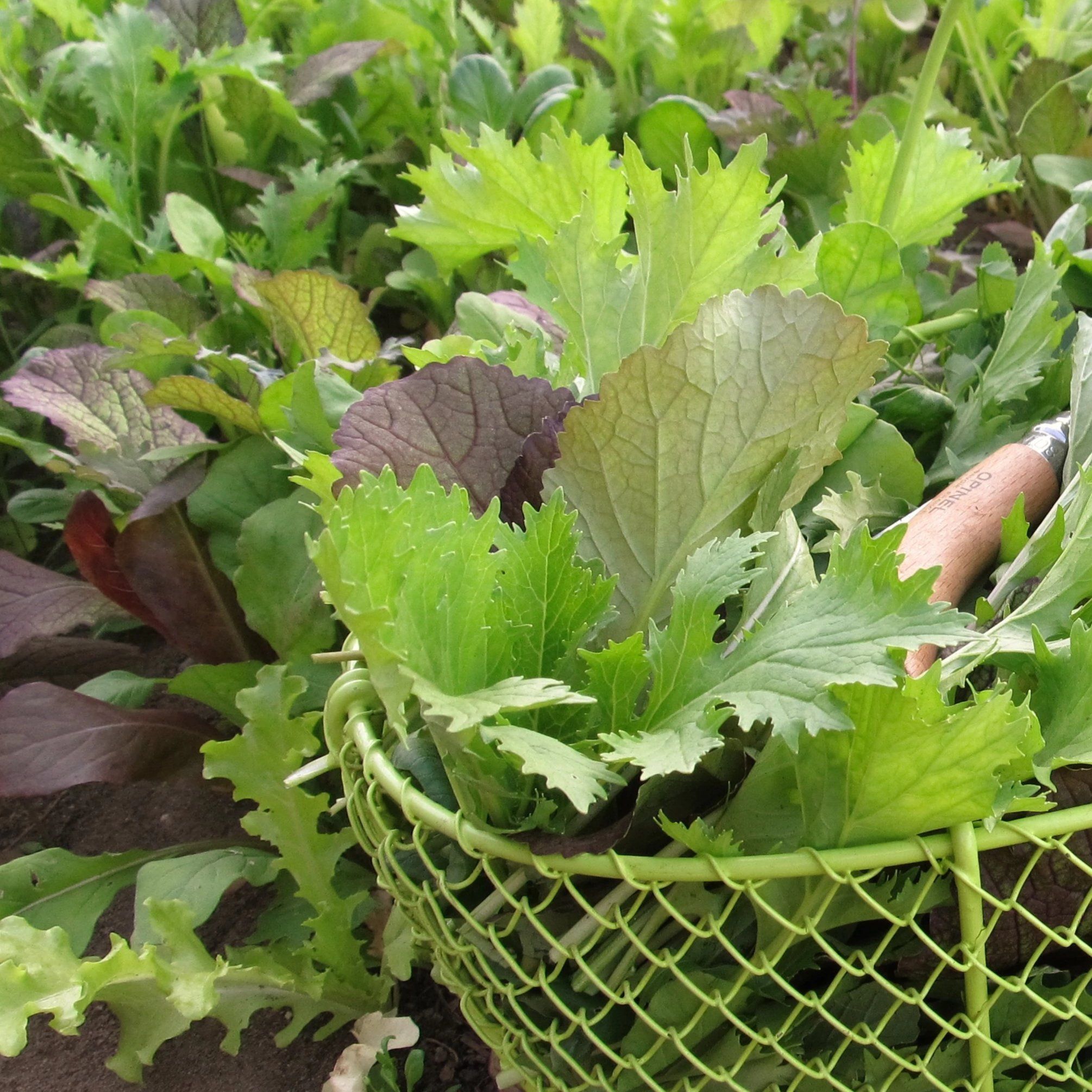 Braising Mix vendor-unknown