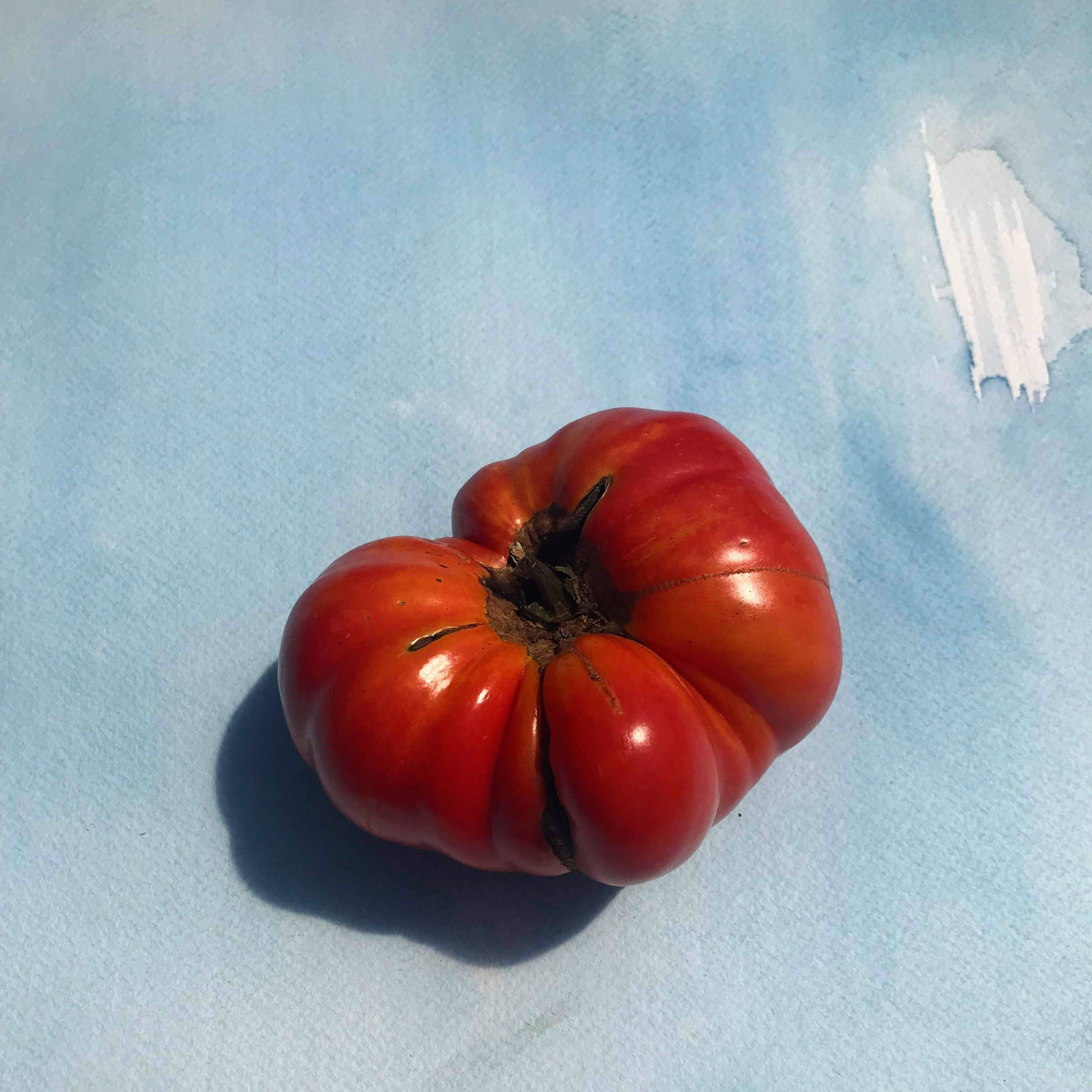 Brandywine Tomato (Pink Strain) vendor-unknown