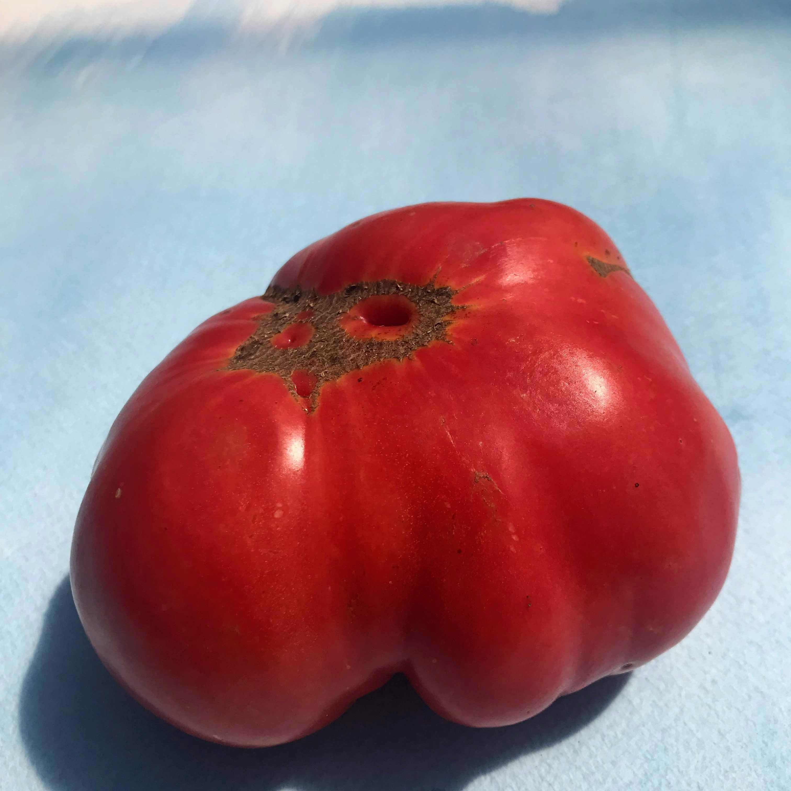 Brandywine Tomato (Pink Strain) vendor-unknown