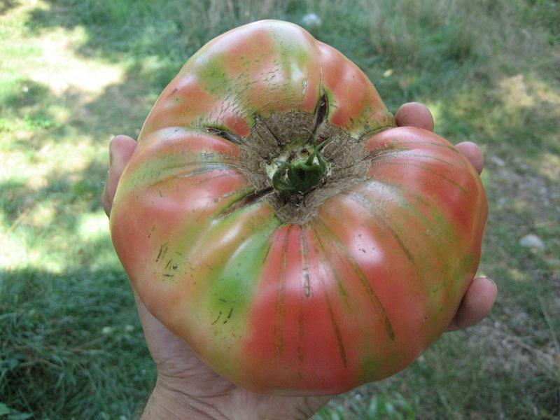 Brandywine Tomato (Pink Strain) vendor-unknown