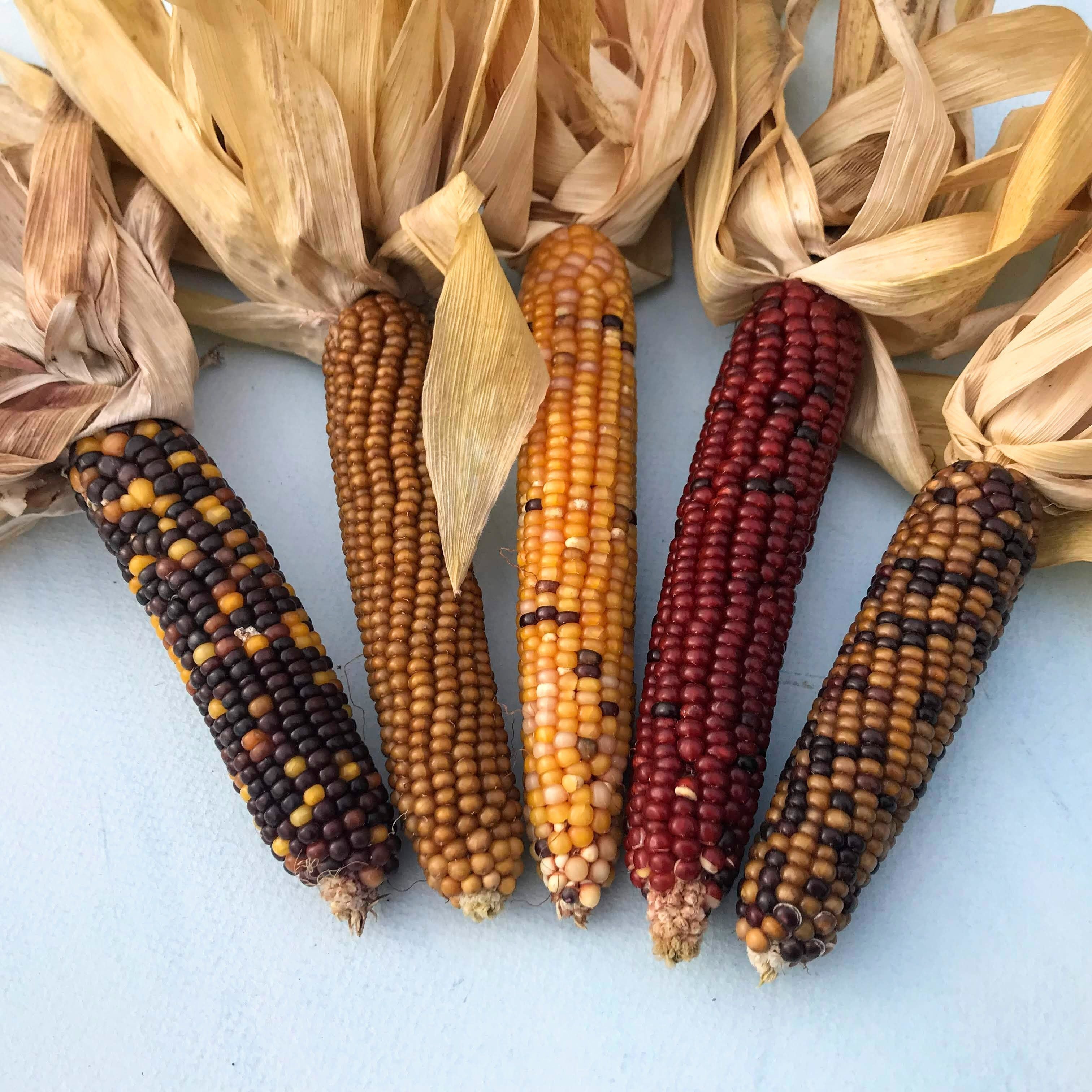 Calico Popcorn vendor-unknown