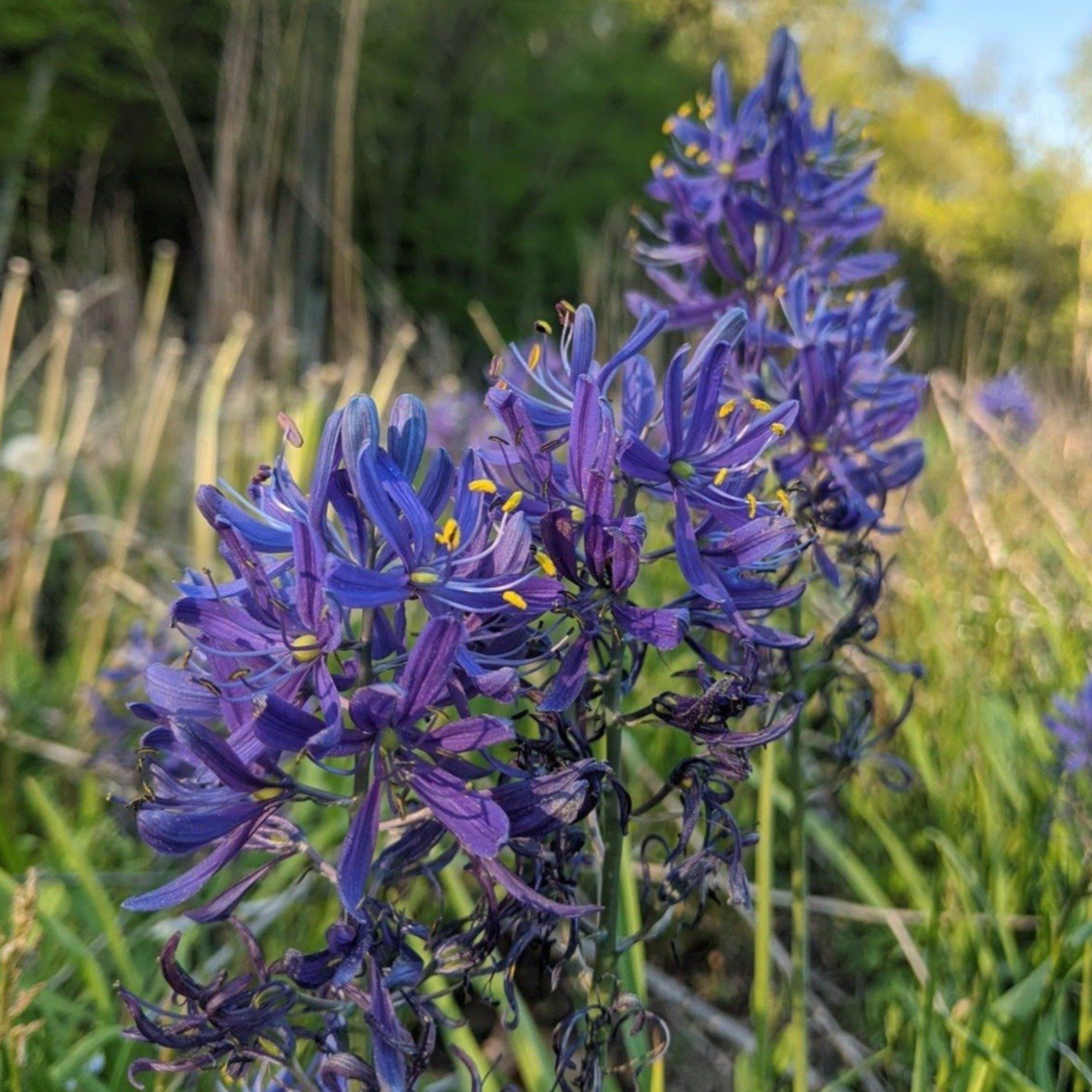 Camassia quamash (Wild Hyacinth) vendor-unknown