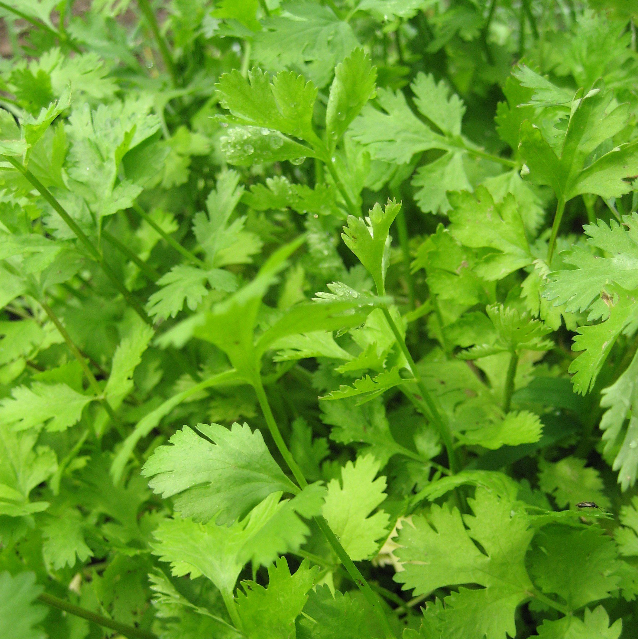 Cilantro / Coriander vendor-unknown