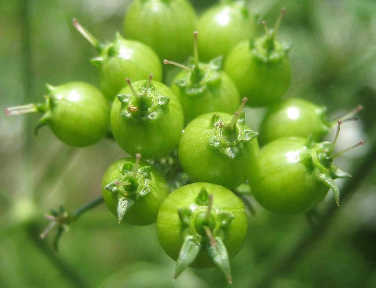 Cilantro / Coriander vendor-unknown